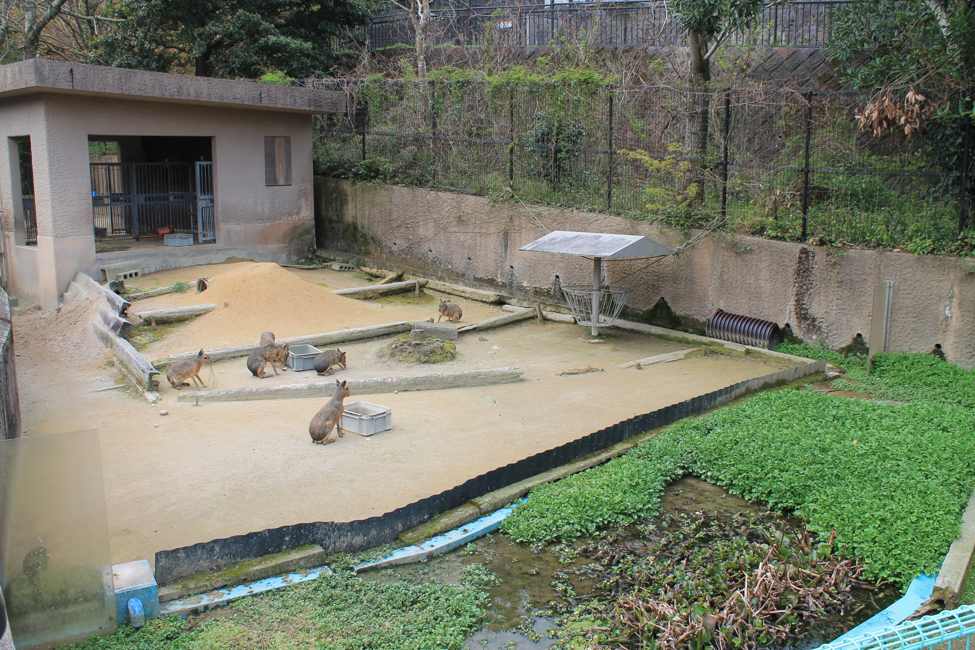 Patagonian Mara - Hirakawa Zoo (Kagoshima)