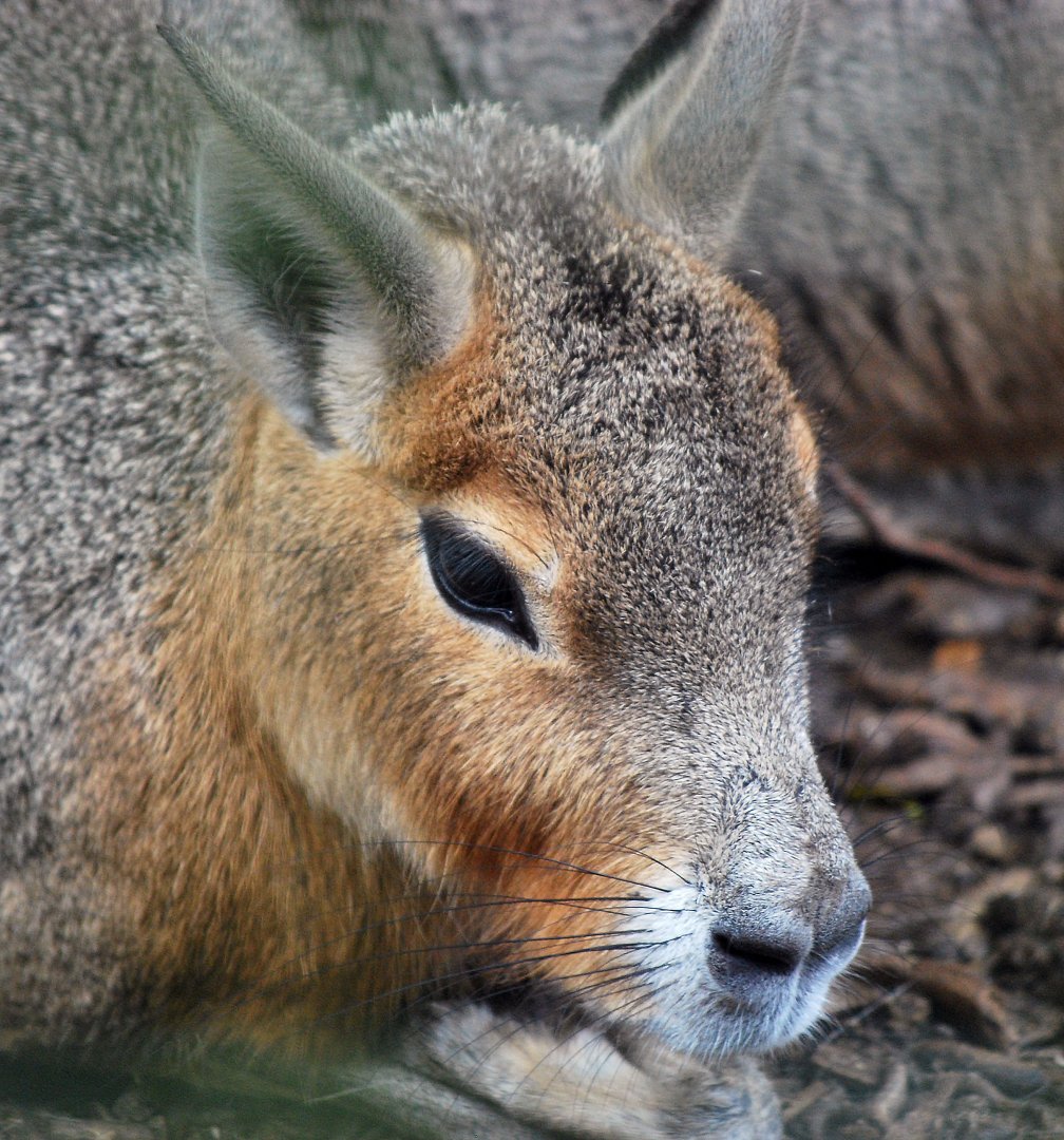 PATAGONIAN MARA OR CAVY 23 09 2009
