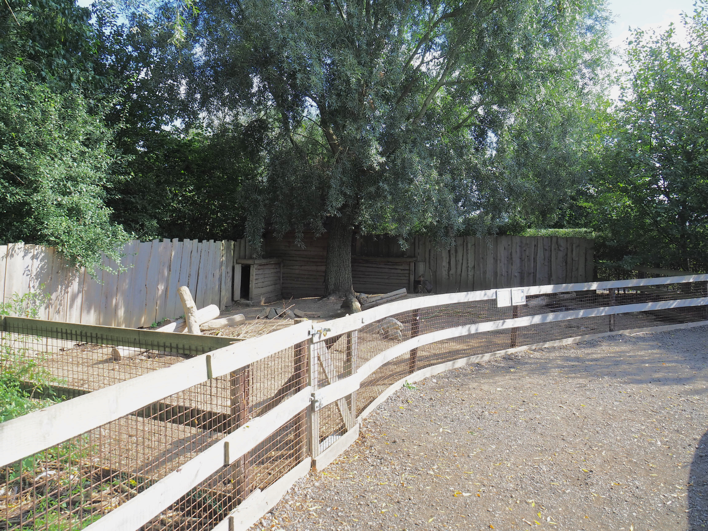 Patagonian mara paddock, 2020-09-12