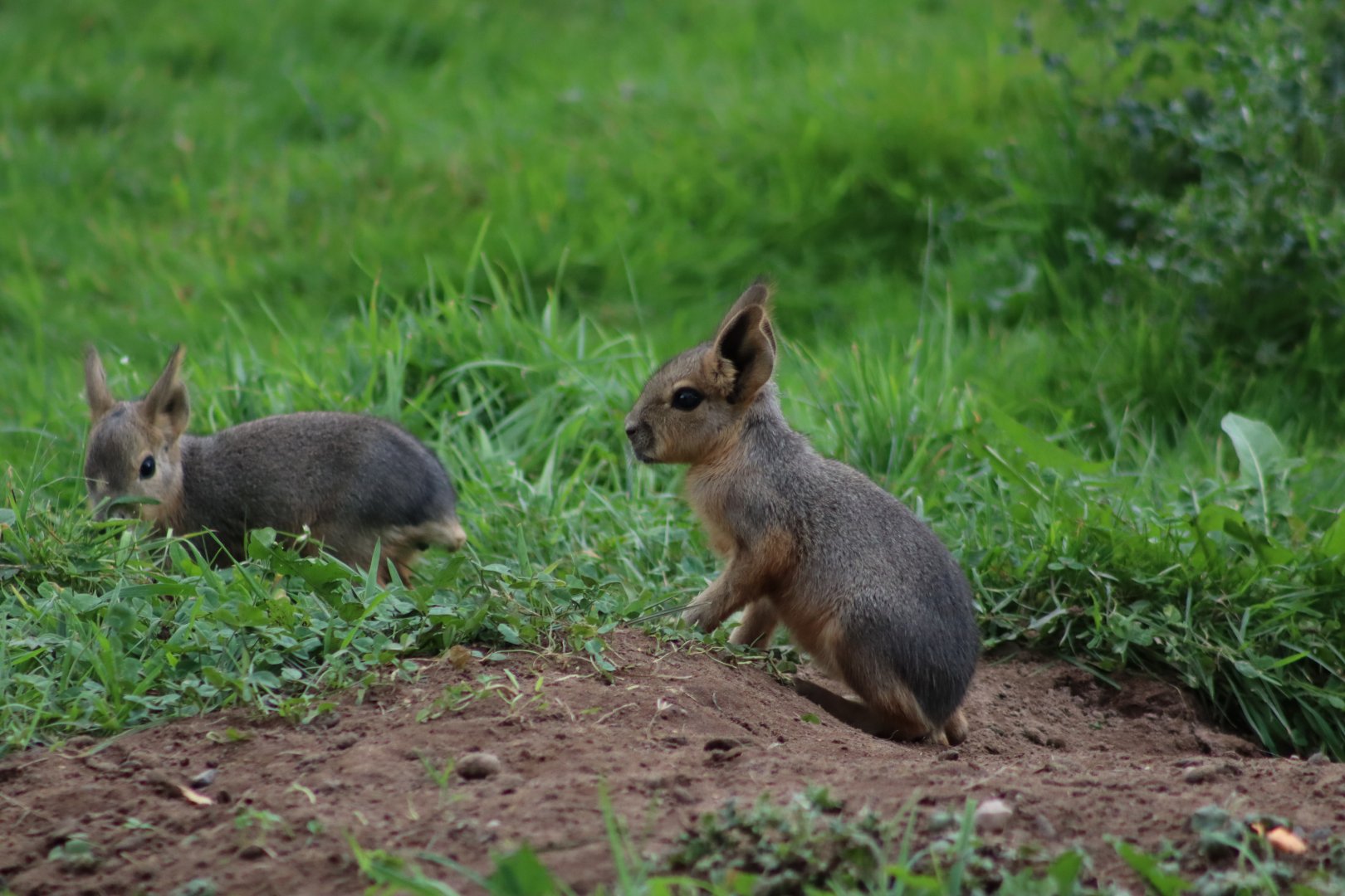 Patagonian mara pups - 10 September 2021