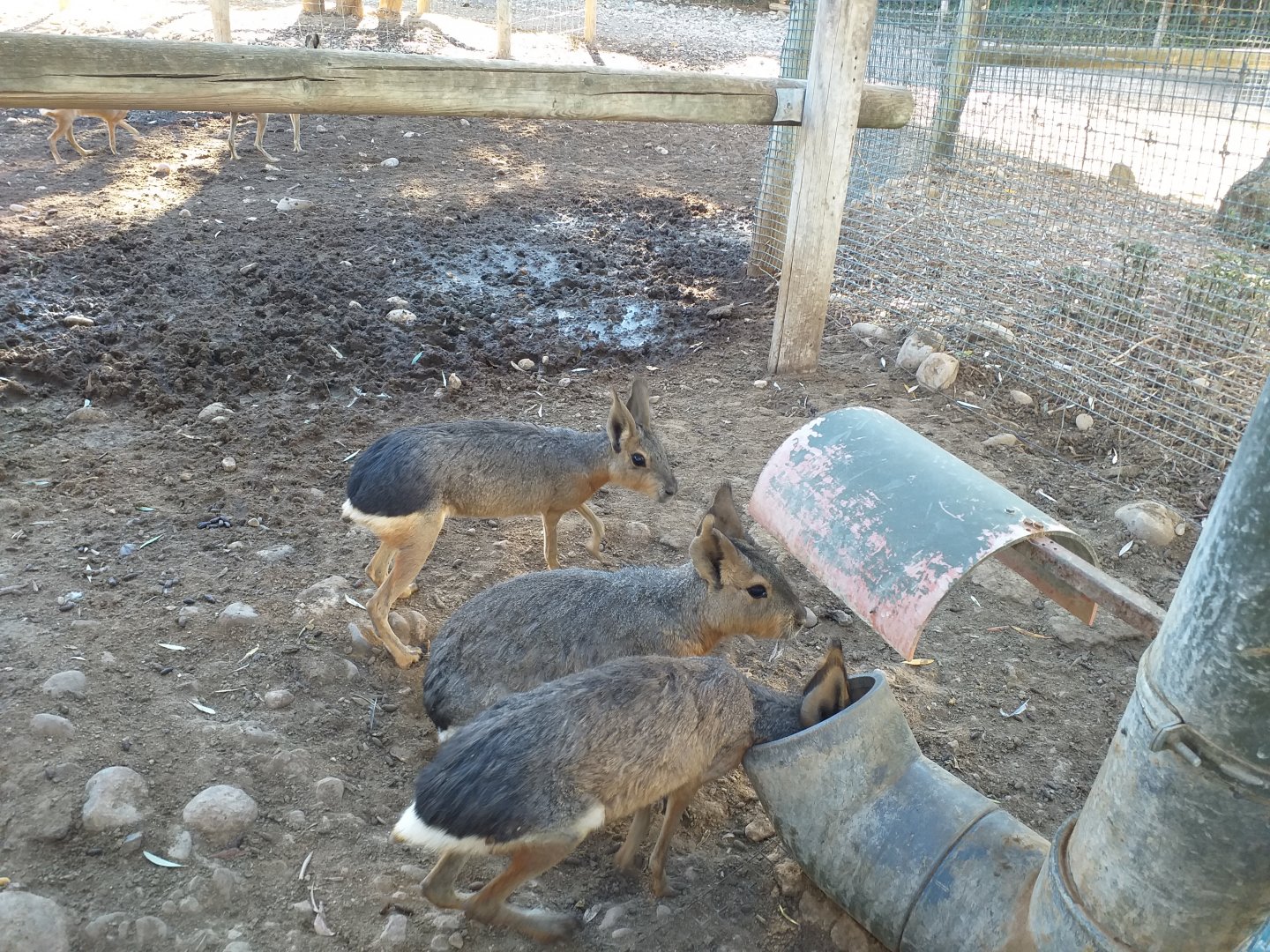 Patagonian mara -Sendaviva (2020)