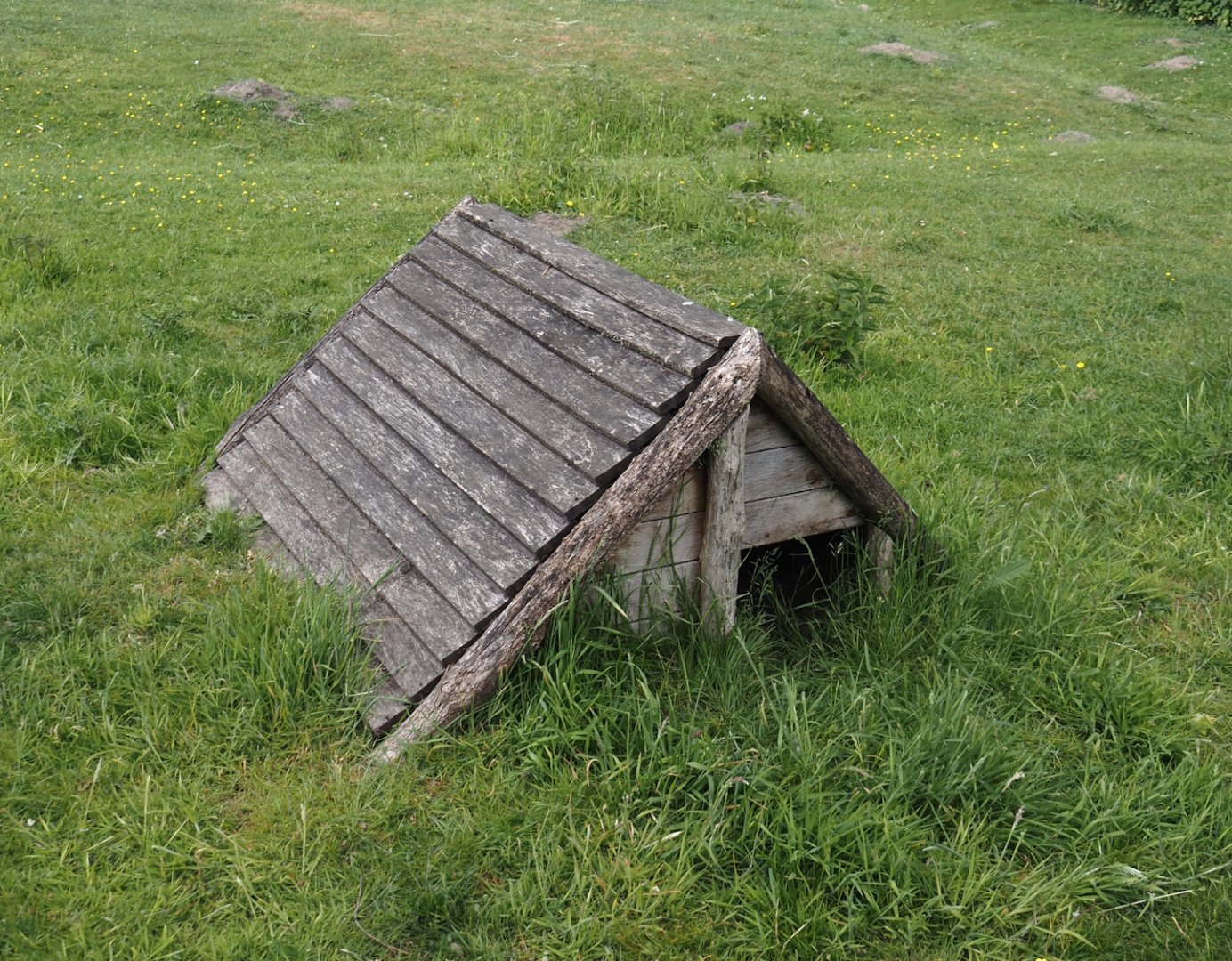 Patagonian mara shelter, 2025-05-22