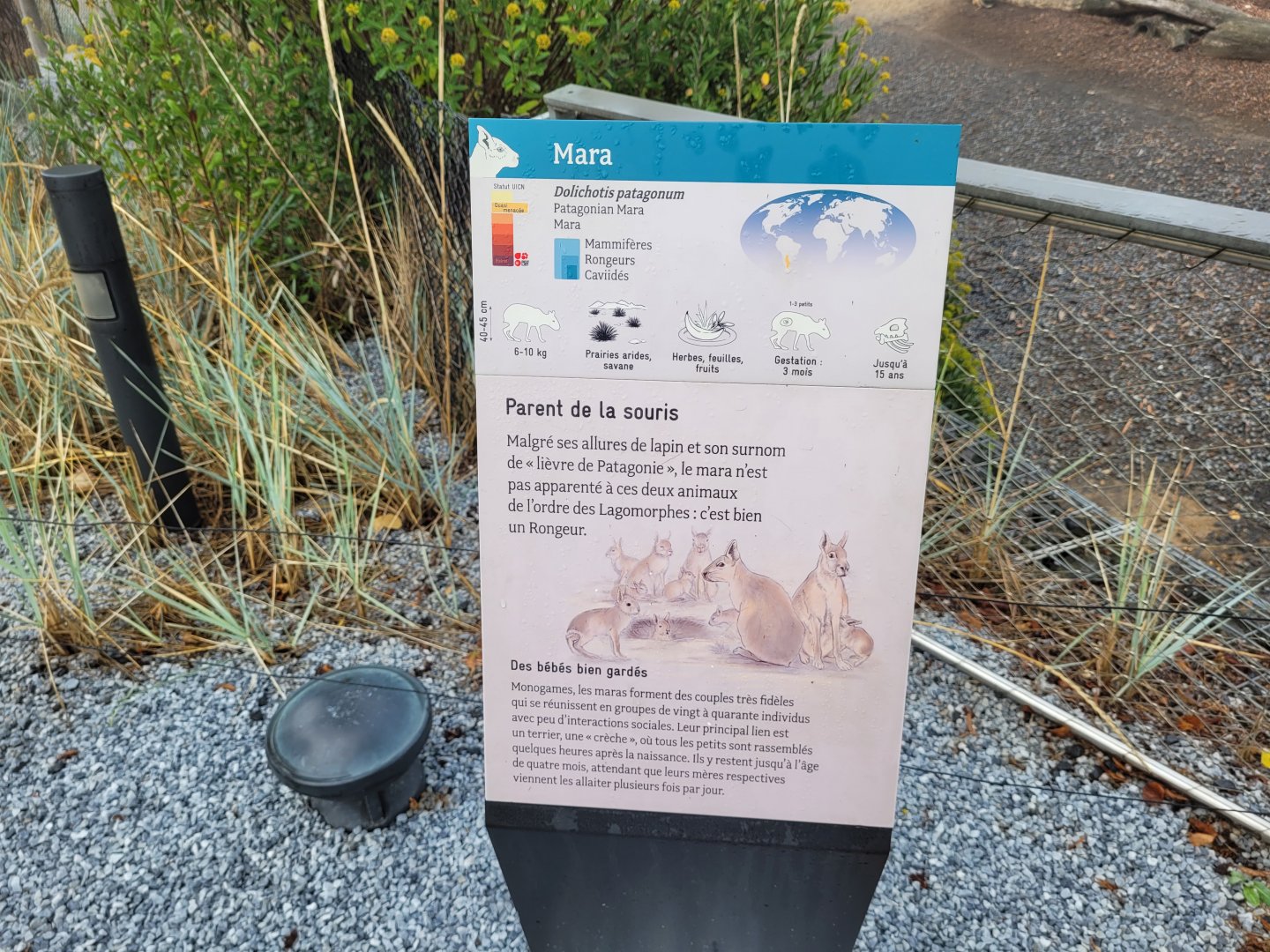 Patagonian mara sign -Parc Zoologique de Paris (2022)