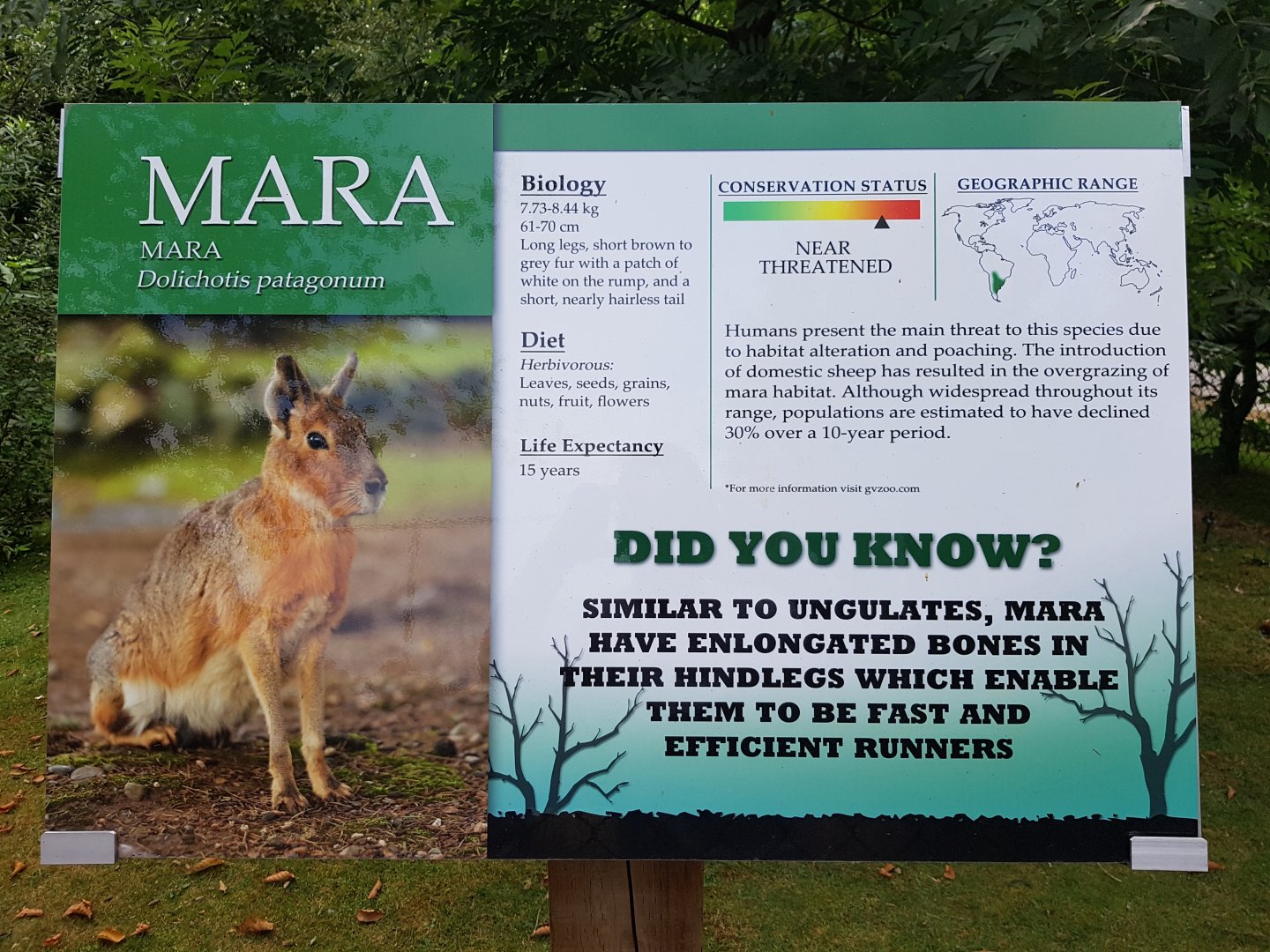 Patagonian Mara Sign