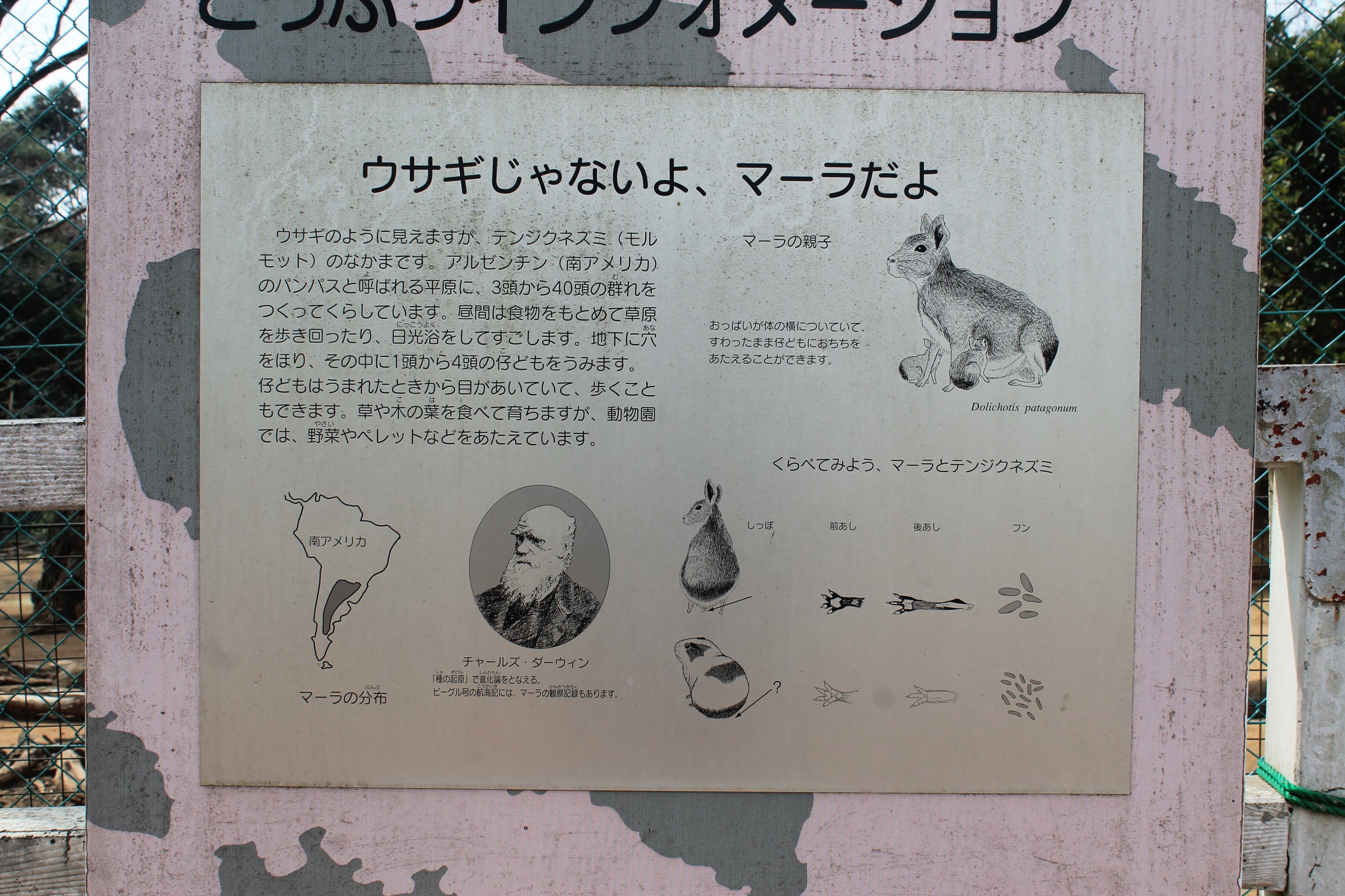 Patagonian Mara signage - Saitama Childrens Zoo