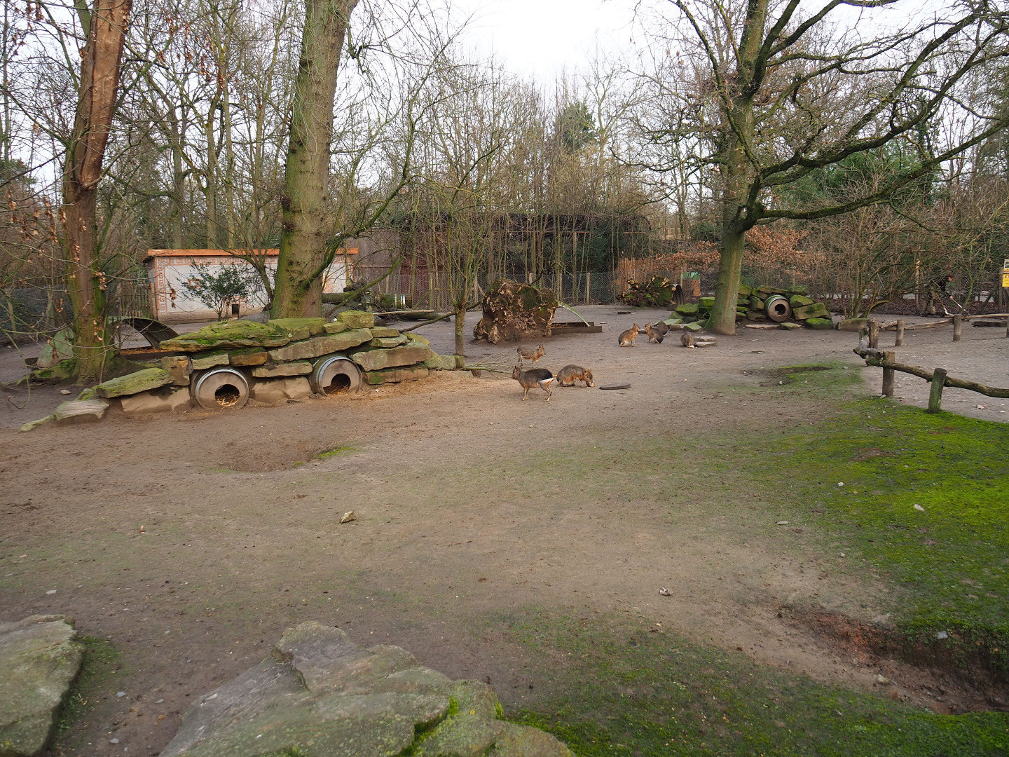 Patagonian mara walk-through exhibit, 2020-01-11