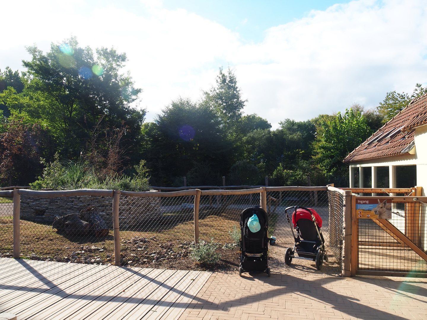 Patagonian mara walk-through exhibit, 2022-08-28