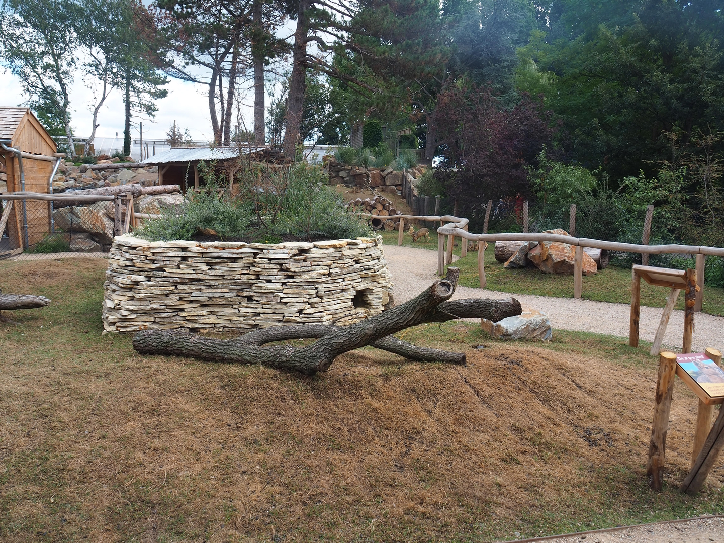 Patagonian mara walk-through exhibit, 2022-08-28