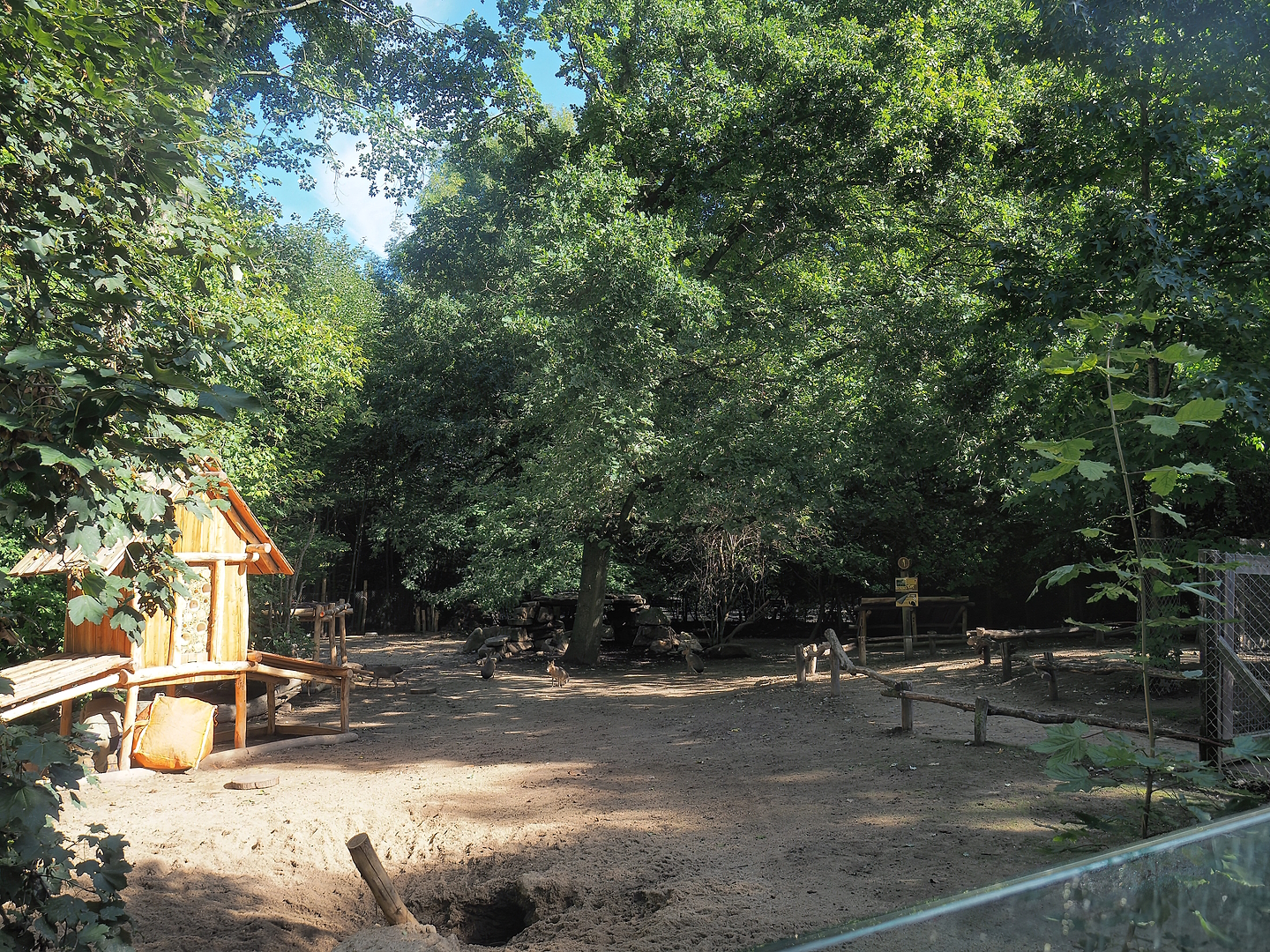 Patagonian mara walk-through exhibit, 2022-09-12