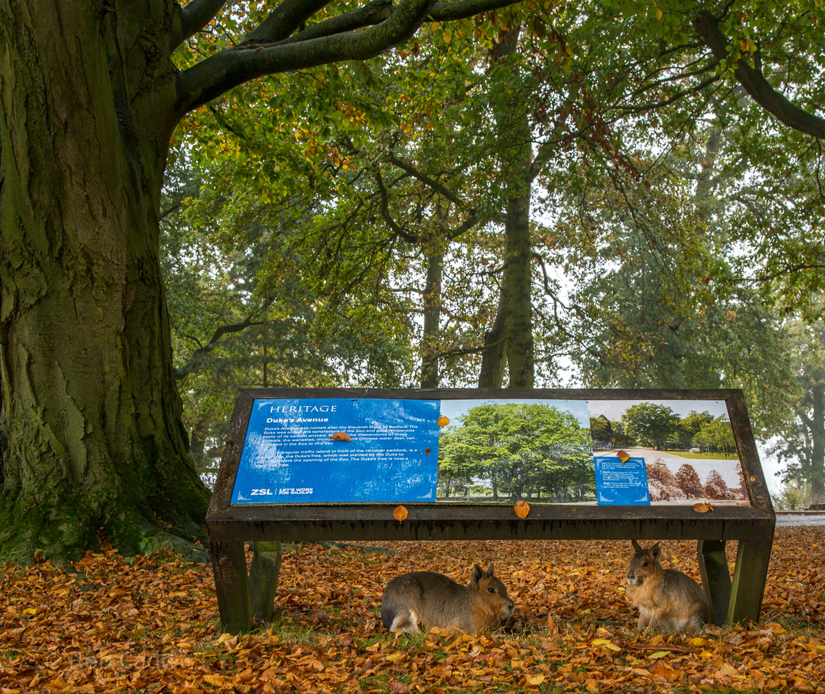 Patagonian mara : Whipsnade : 04 Nov 2016