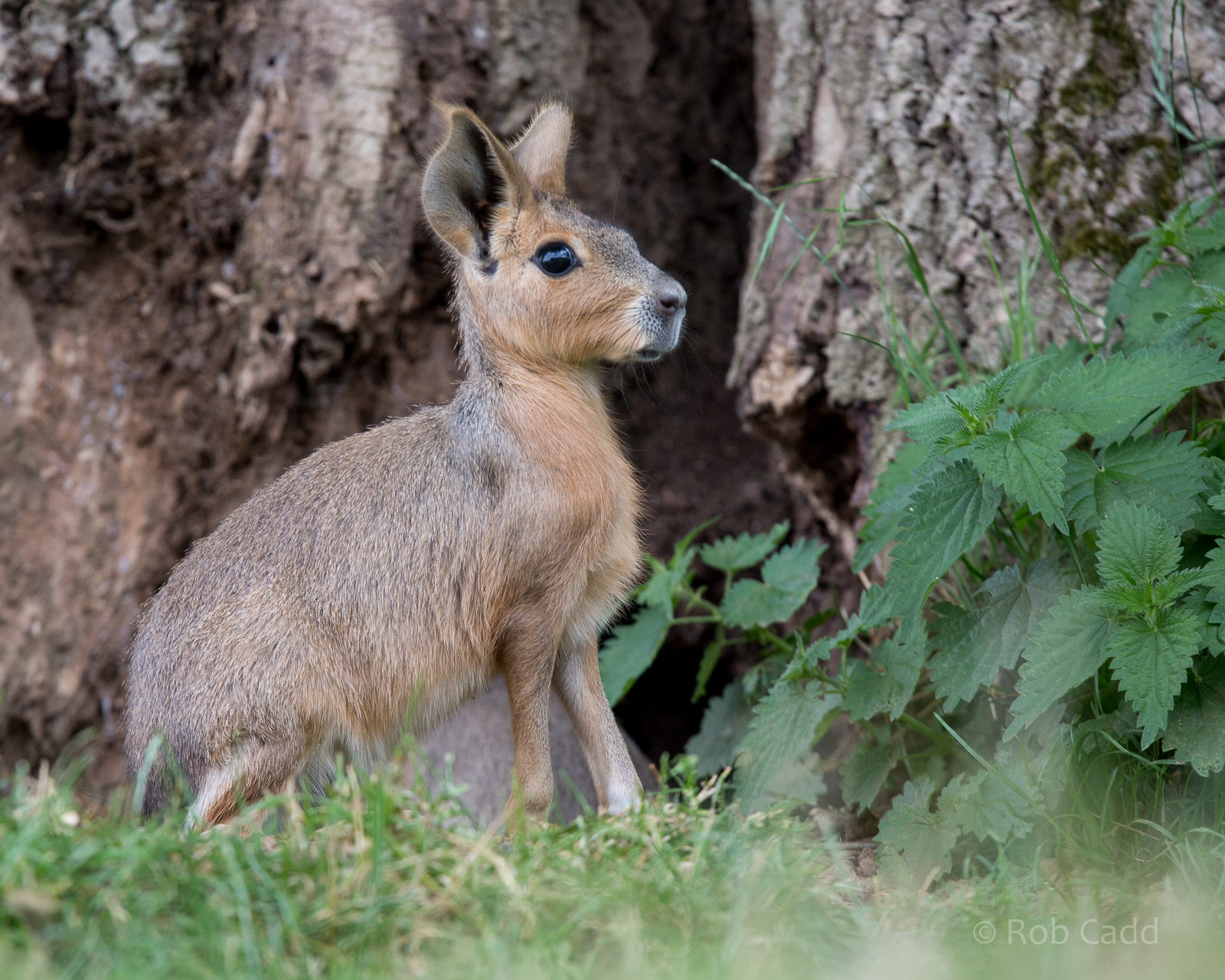 Patagonian mara : Whipsnade : 11 Jul 2014