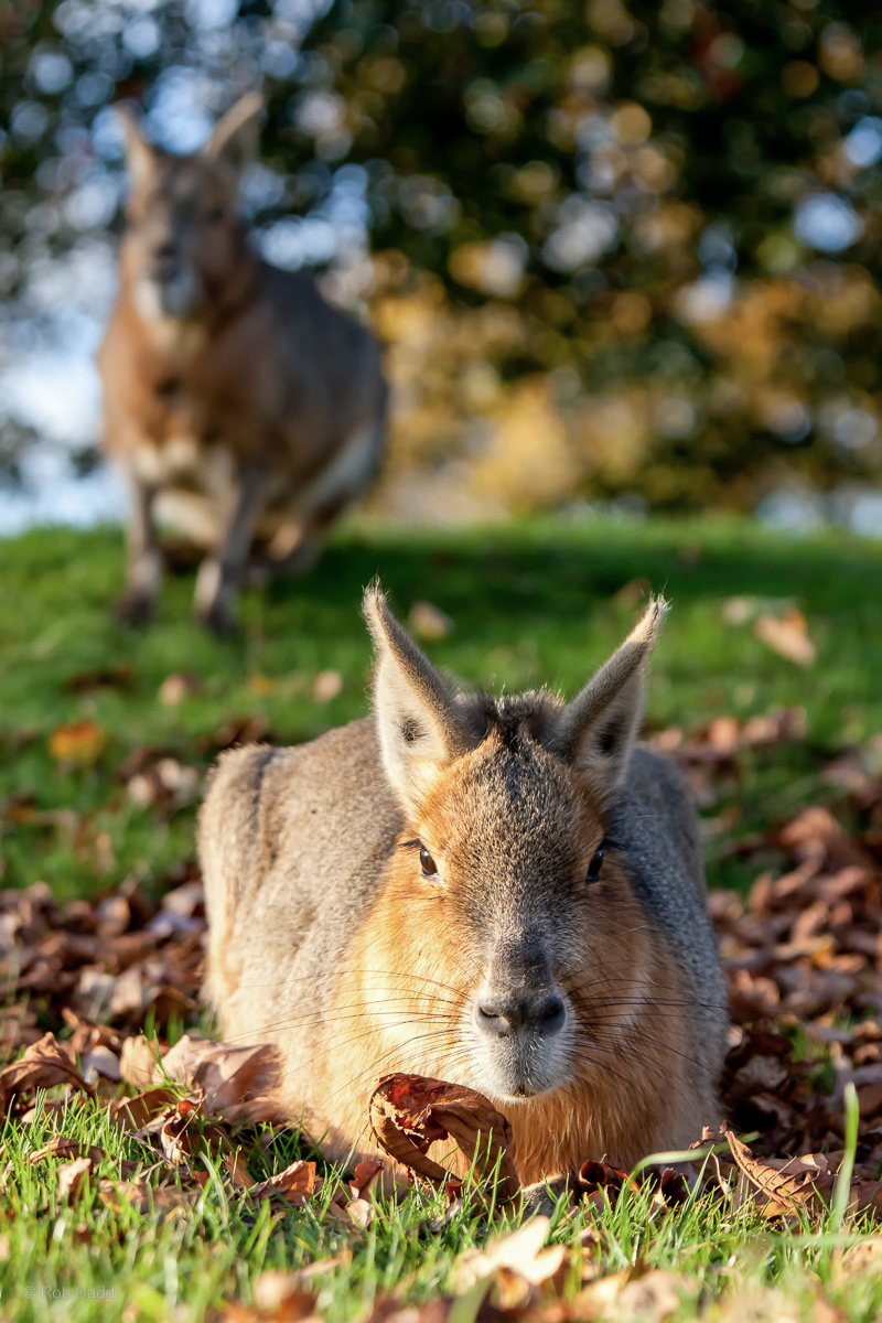 Patagonian mara : Whipsnade : 27 Nov 2011