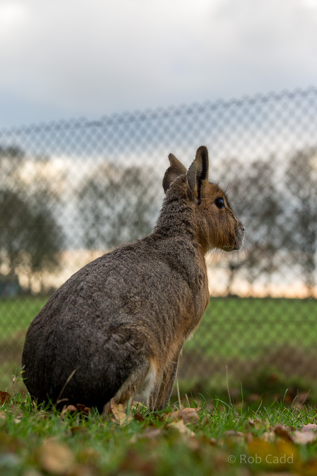 Patagonian mara : Whipsnade : 30 Nov 2014