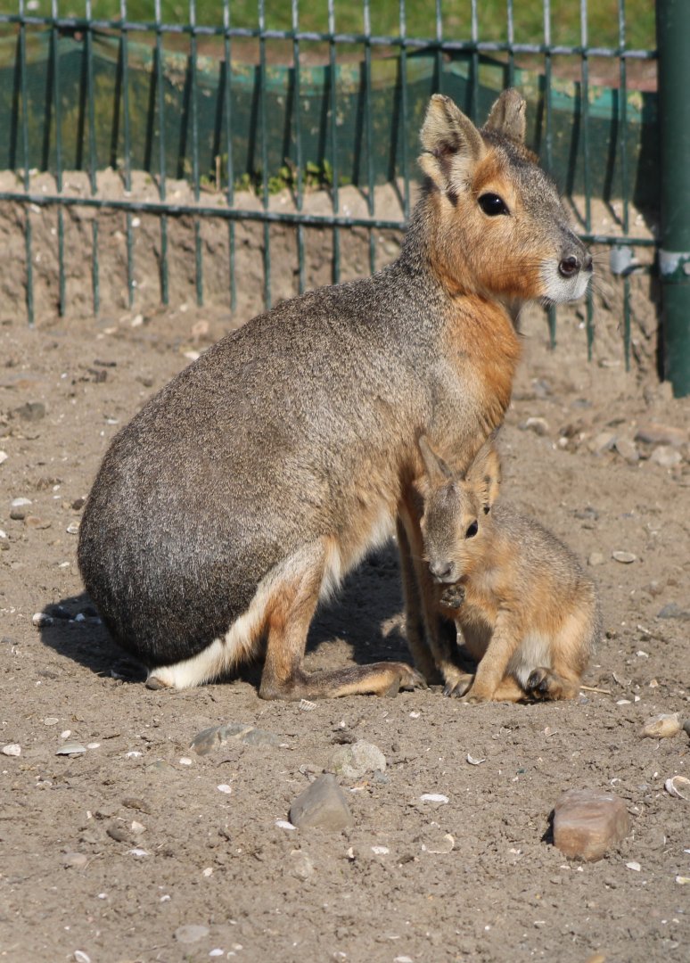 Patagonian mara with young