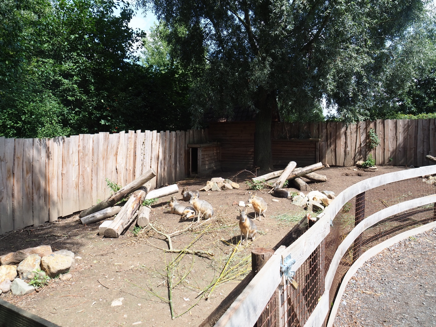 Patagonian mara yard