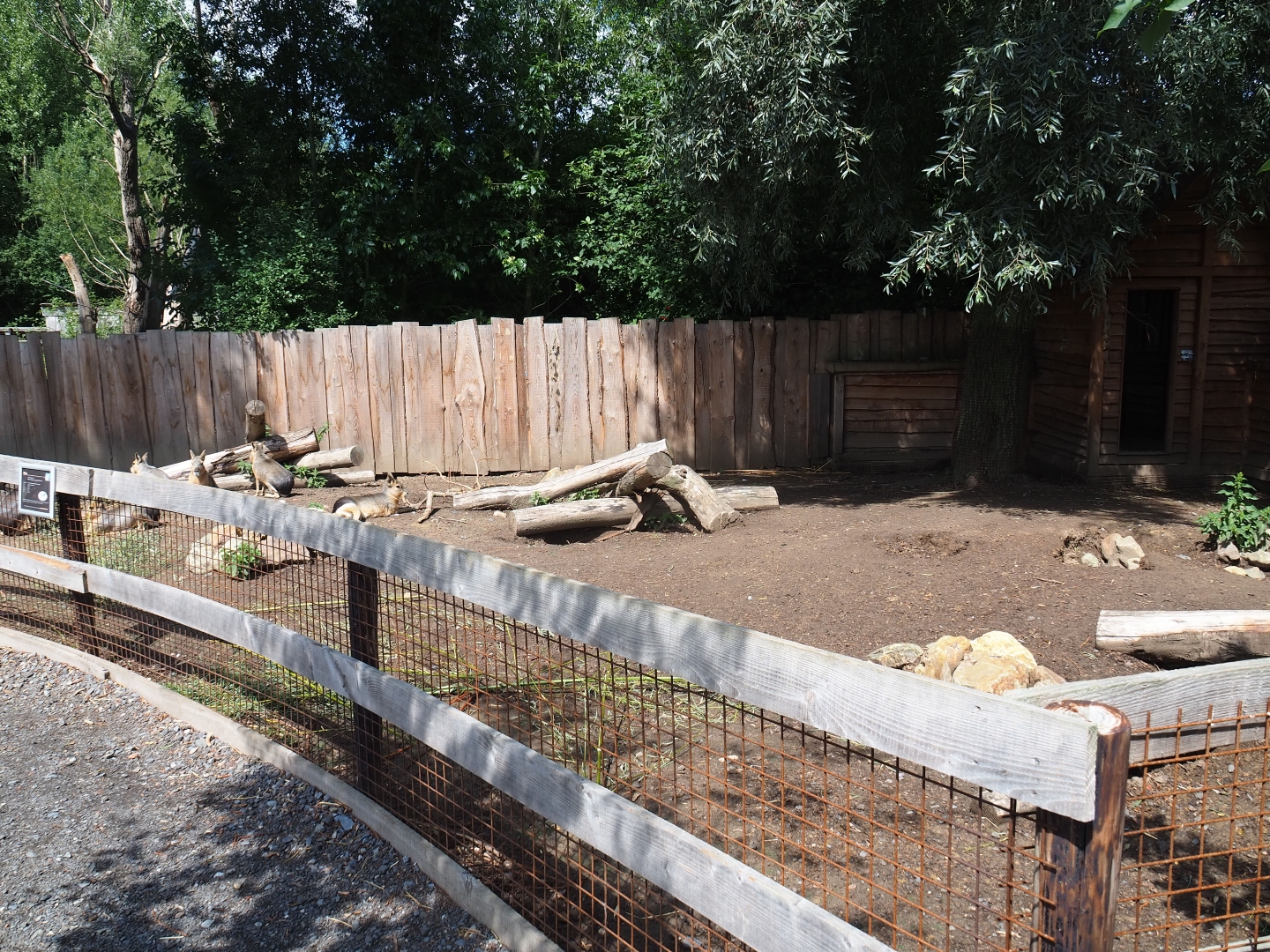 Patagonian mara yard