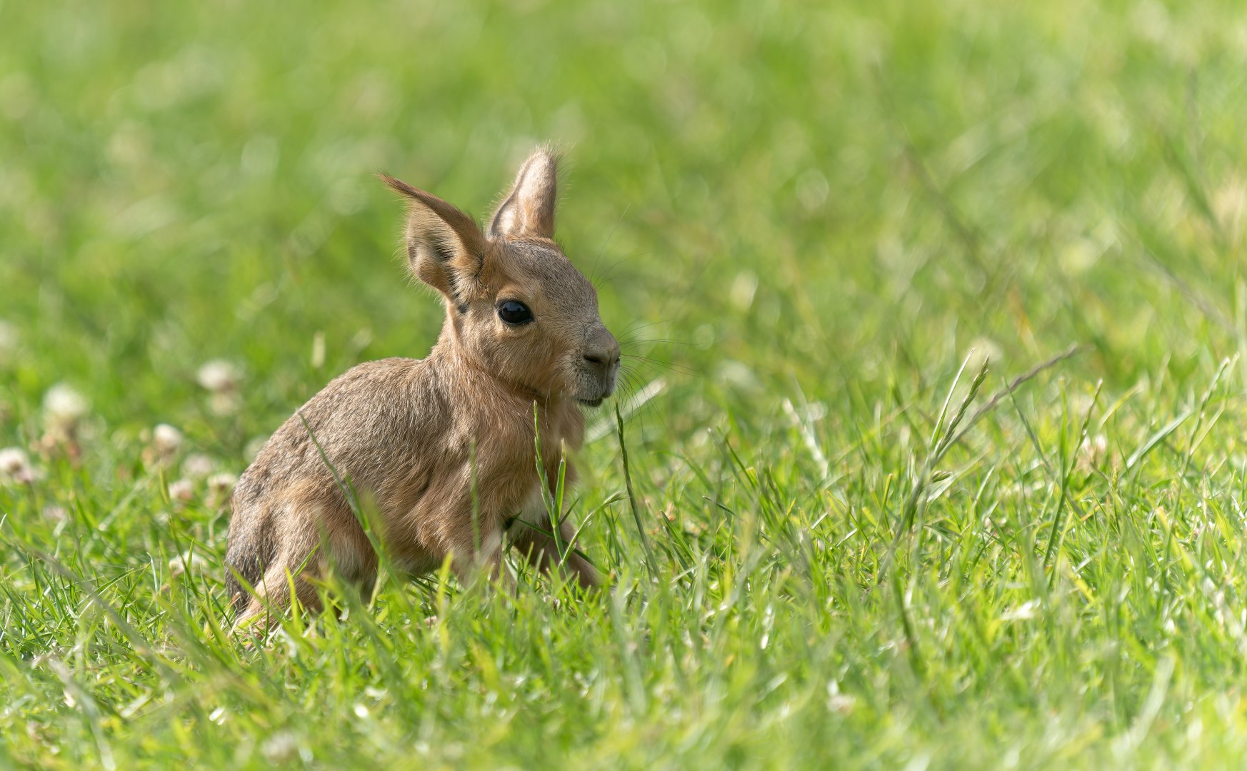 Patagonian Mara youngster, ZSL Whipsnade, UK