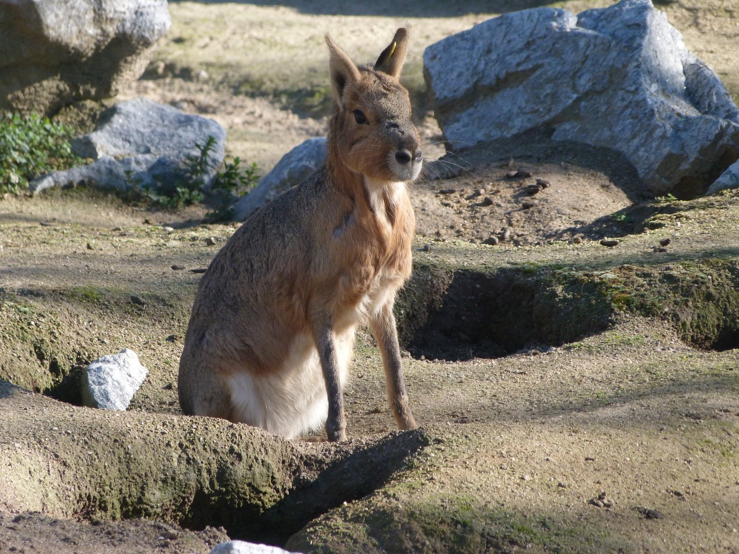 Patagonian mara -Zoo Aquarium de Madrid (2025)