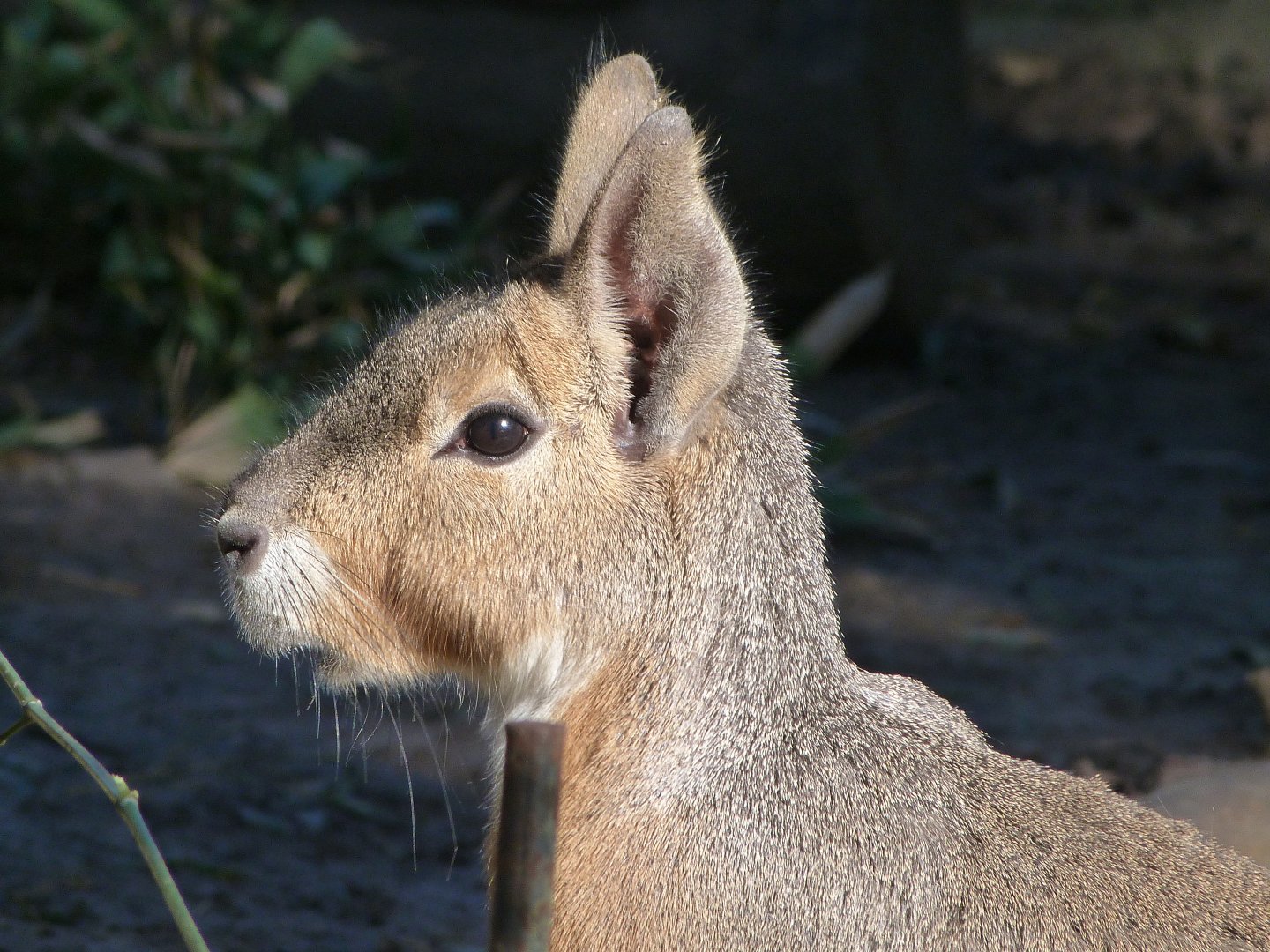 Patagonian mara -Zoo Aquarium de Madrid (2025)