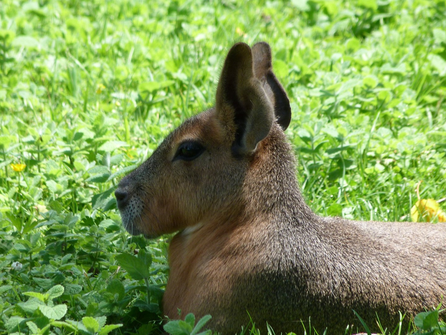 Patagonian mara -Zoo d'Asson (2025)