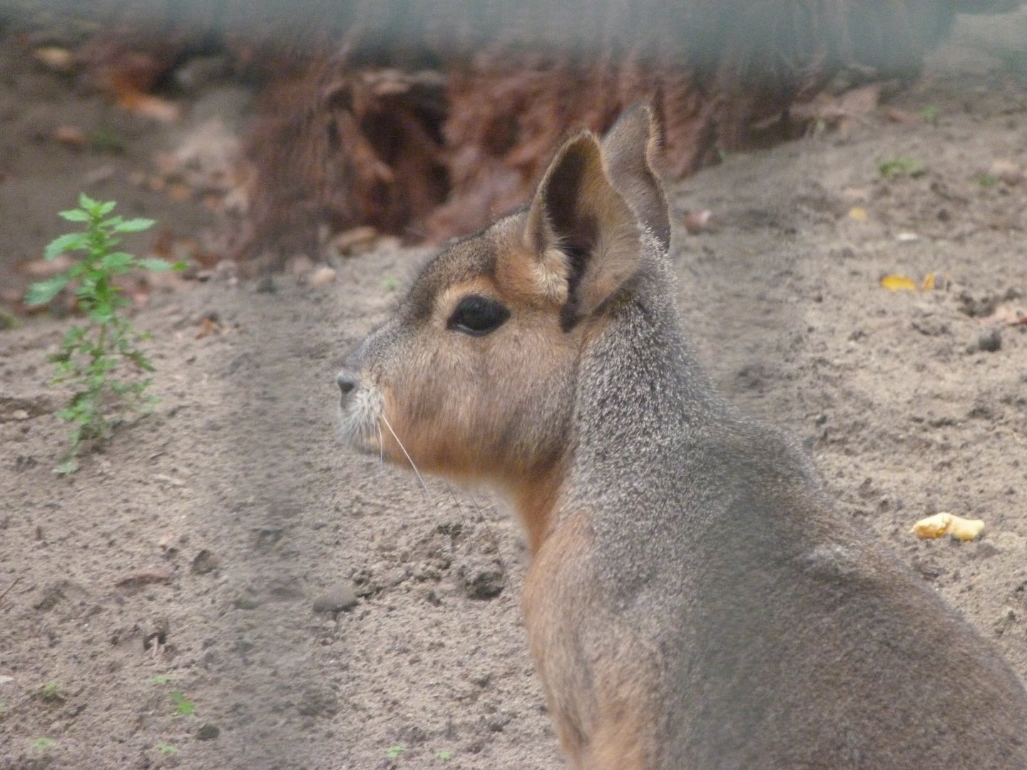 Patagonian mara -Zoologischer Garten Berlin (2024)