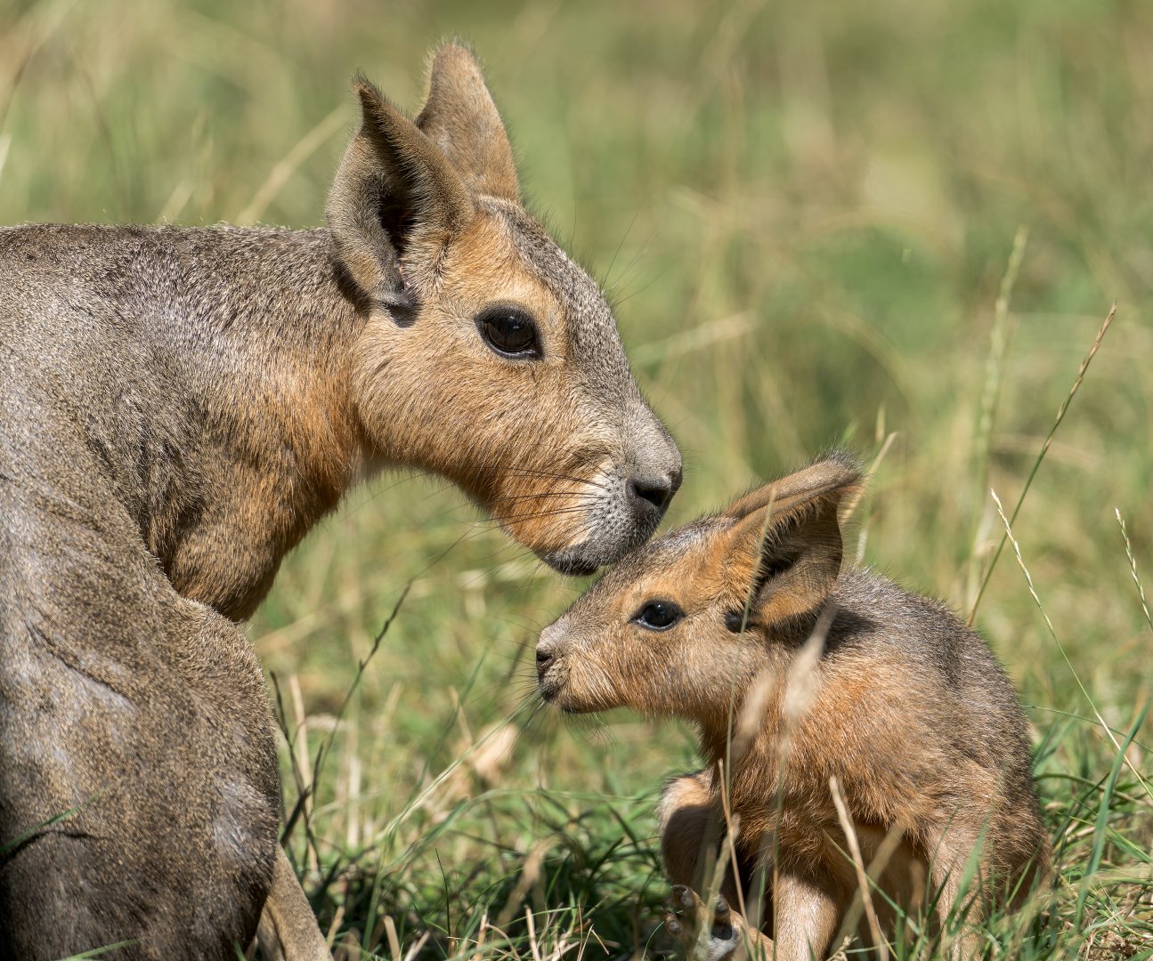 Patagonian Mara, ZSL Whipsnade, UK