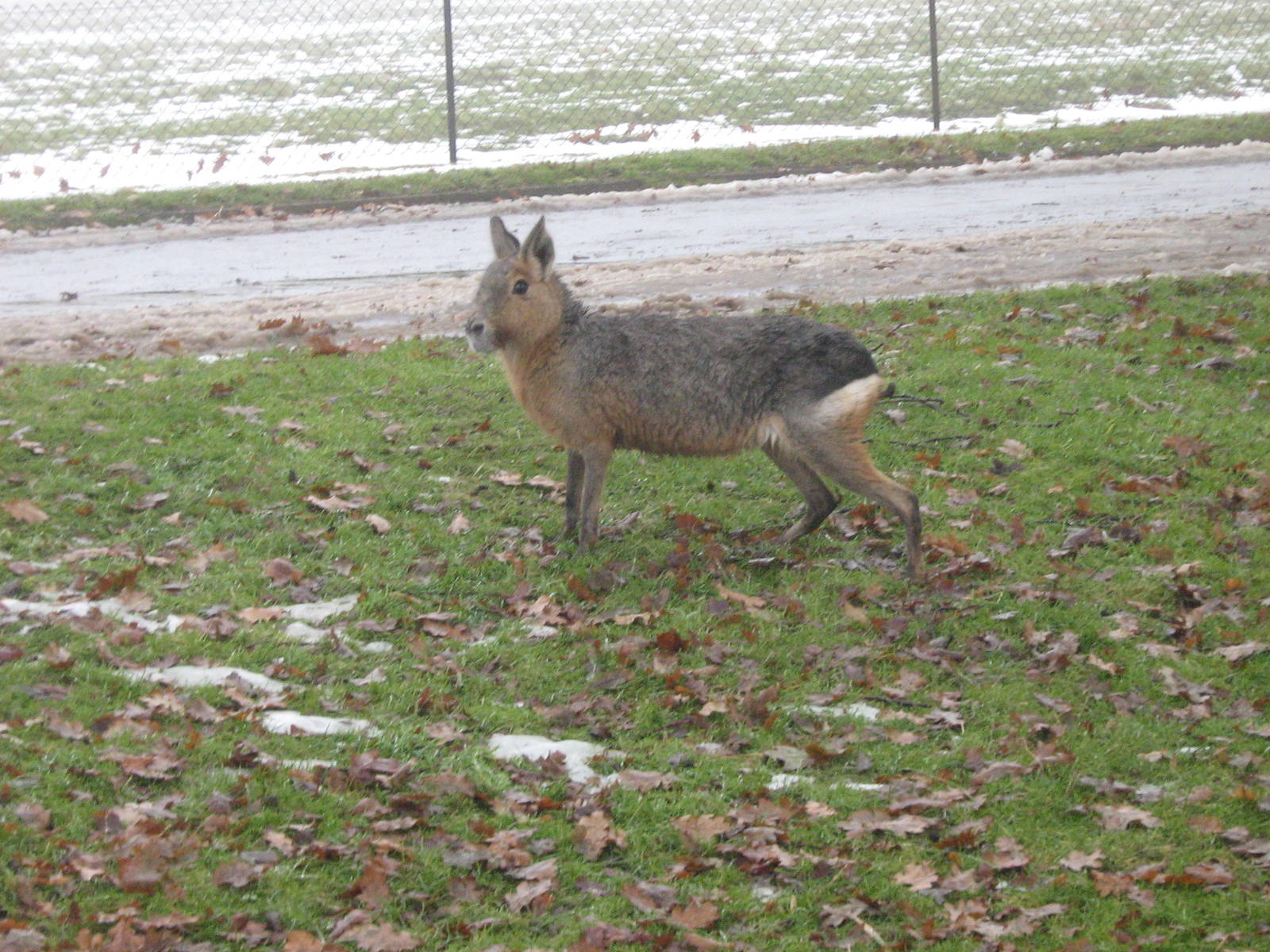 Patagonian Mara.