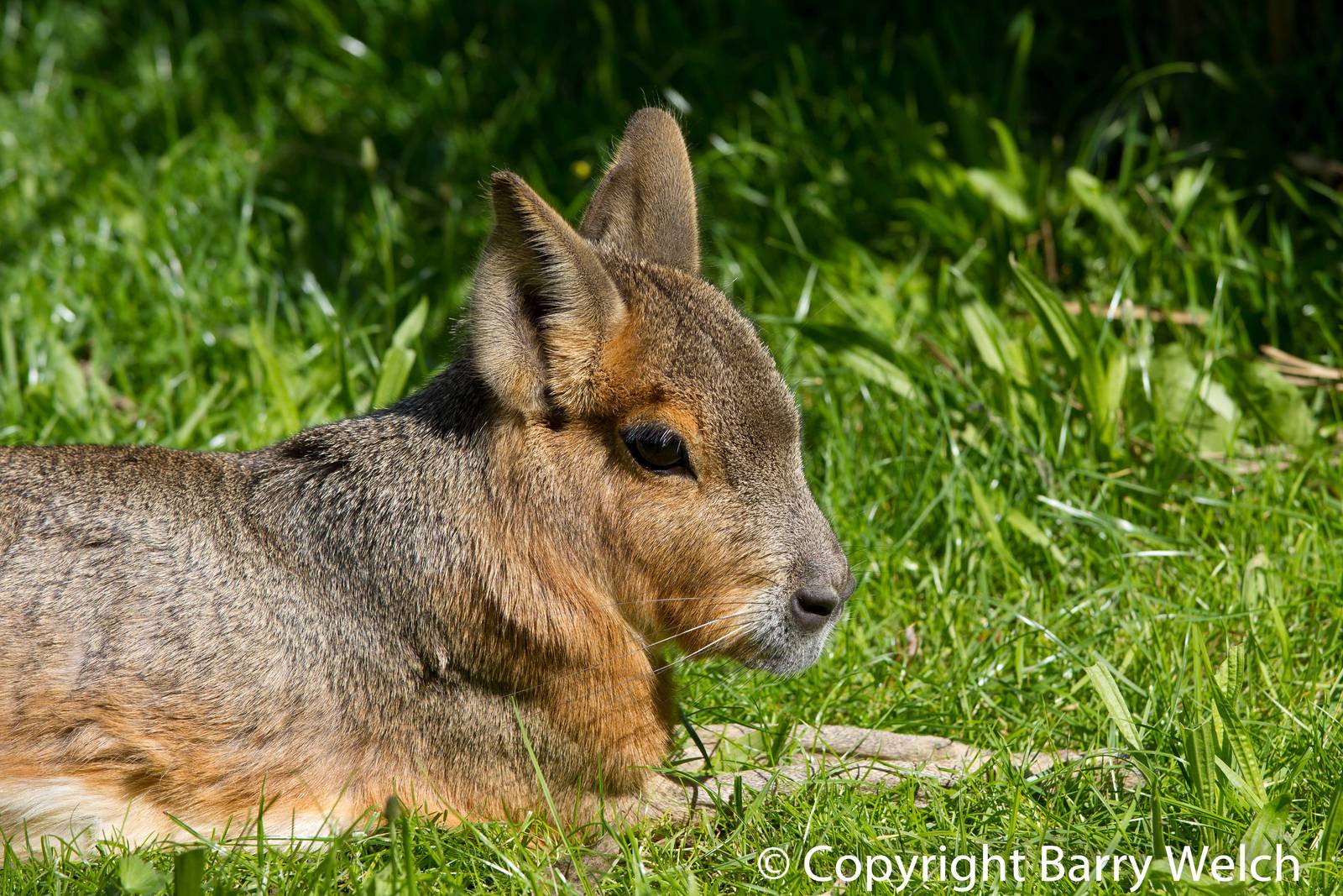Patagonian Mara