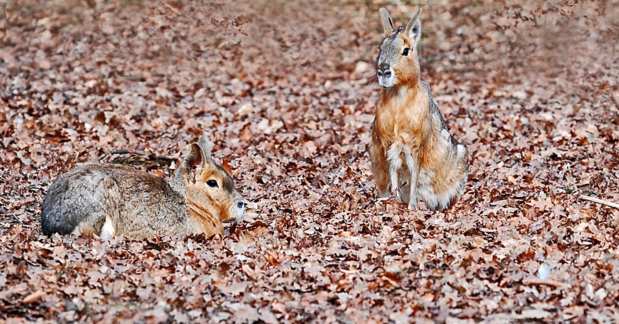 patagonian mara