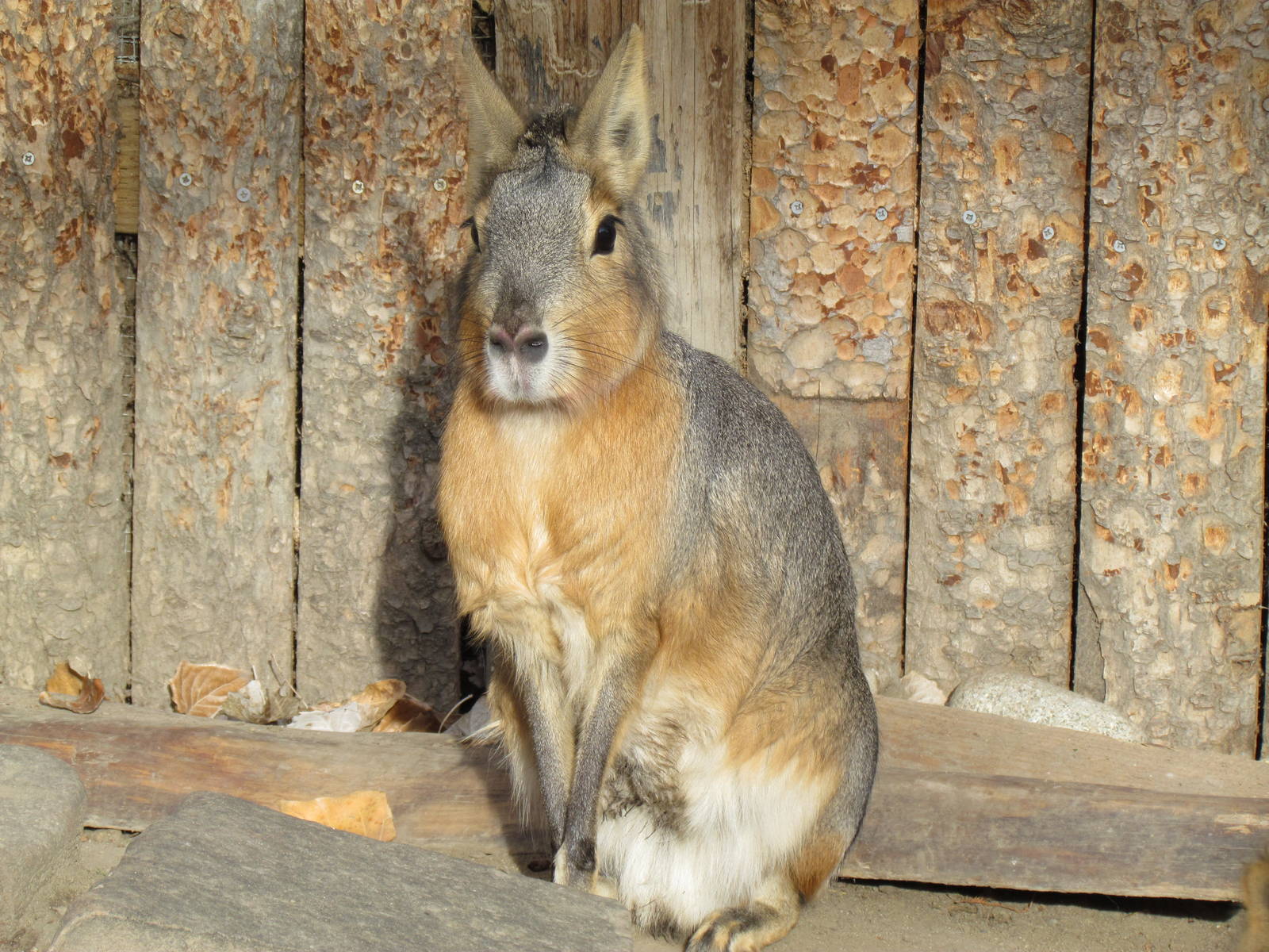 Patagonian Mara