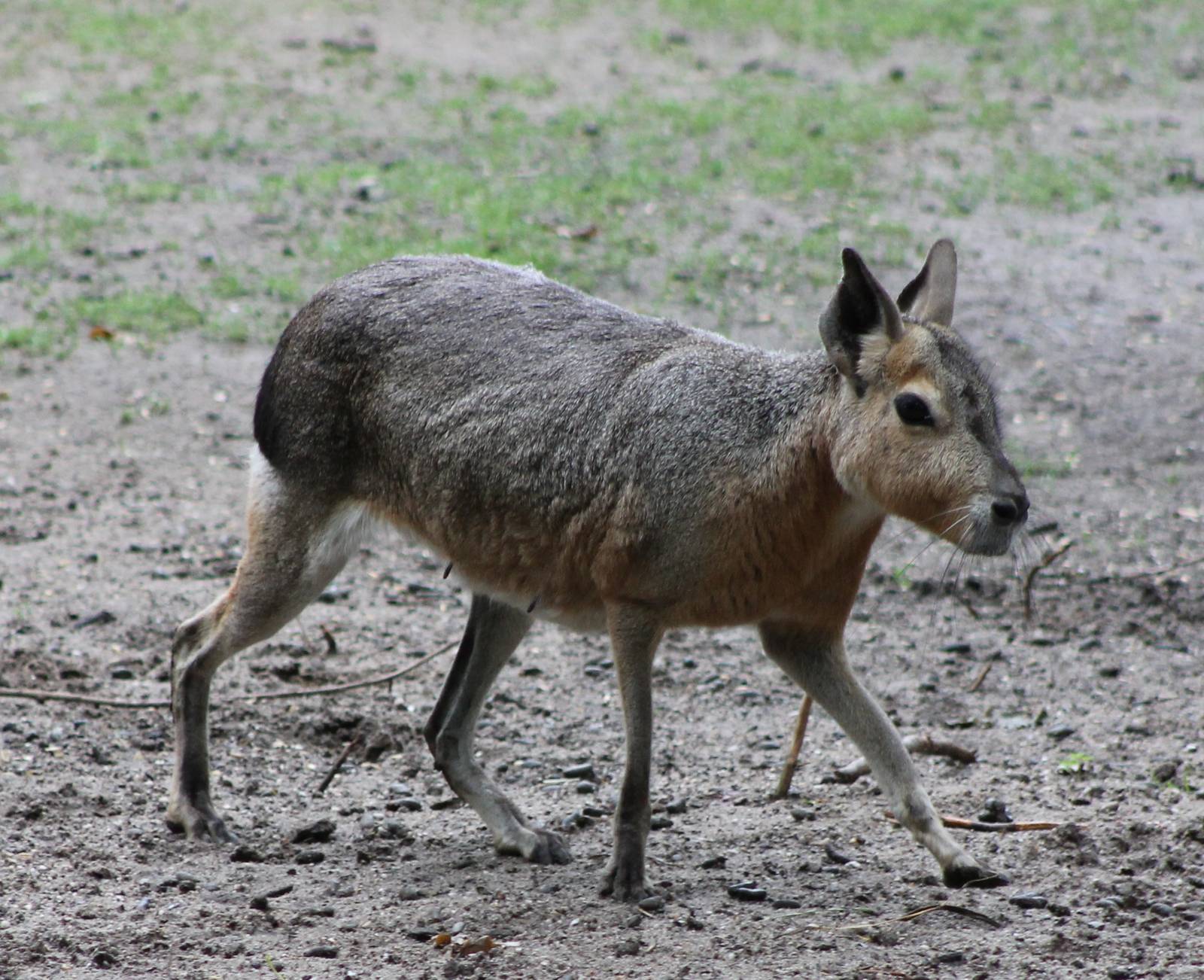 Patagonian mara