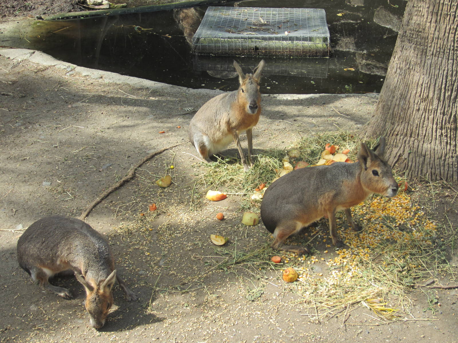 Patagonian mara