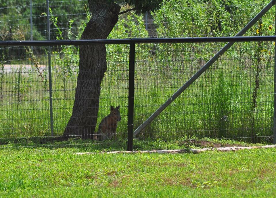 Patagonian Mara