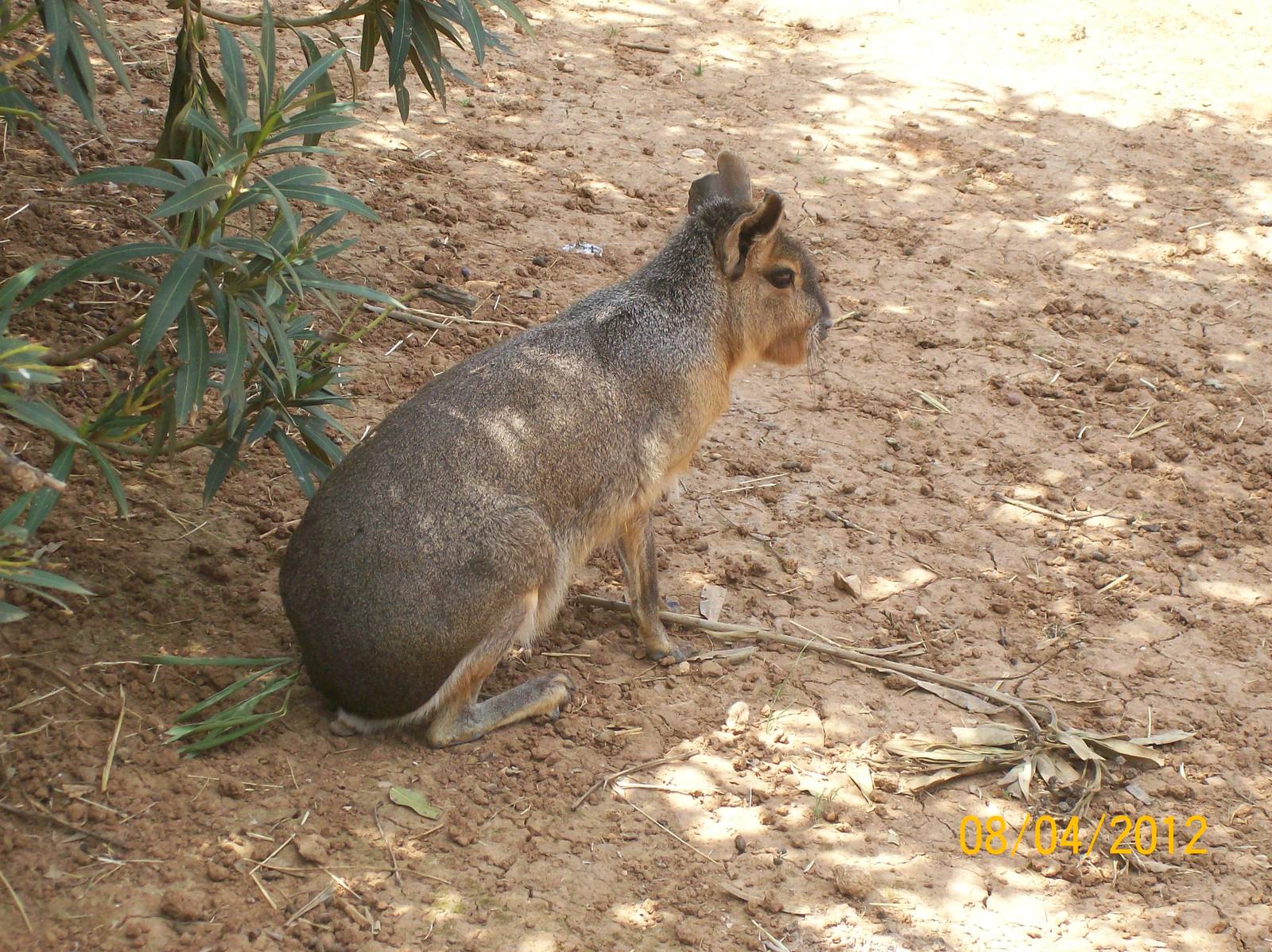 Patagonian mara