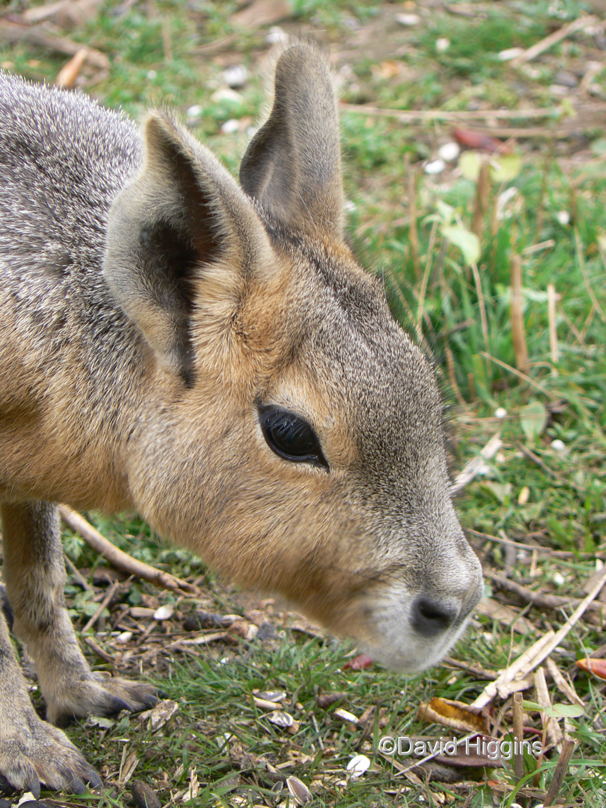 Patagonian Mara