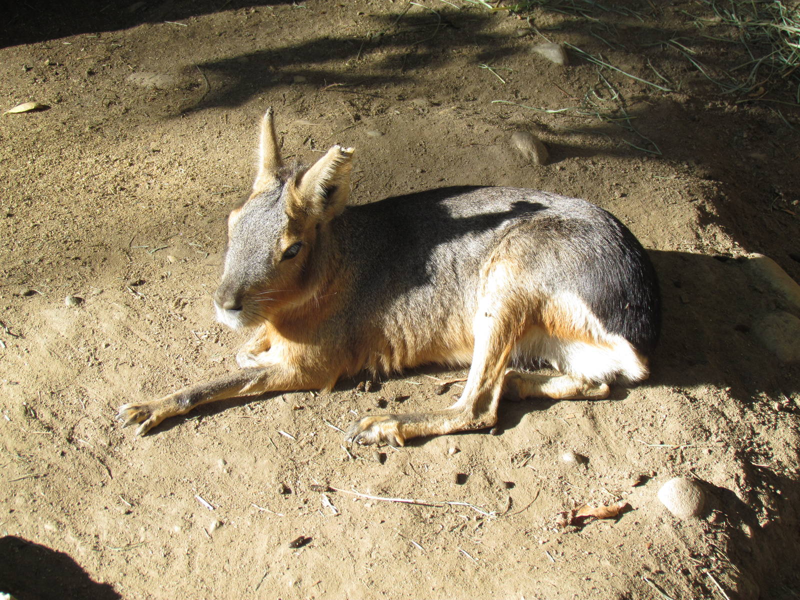 Patagonian Mara