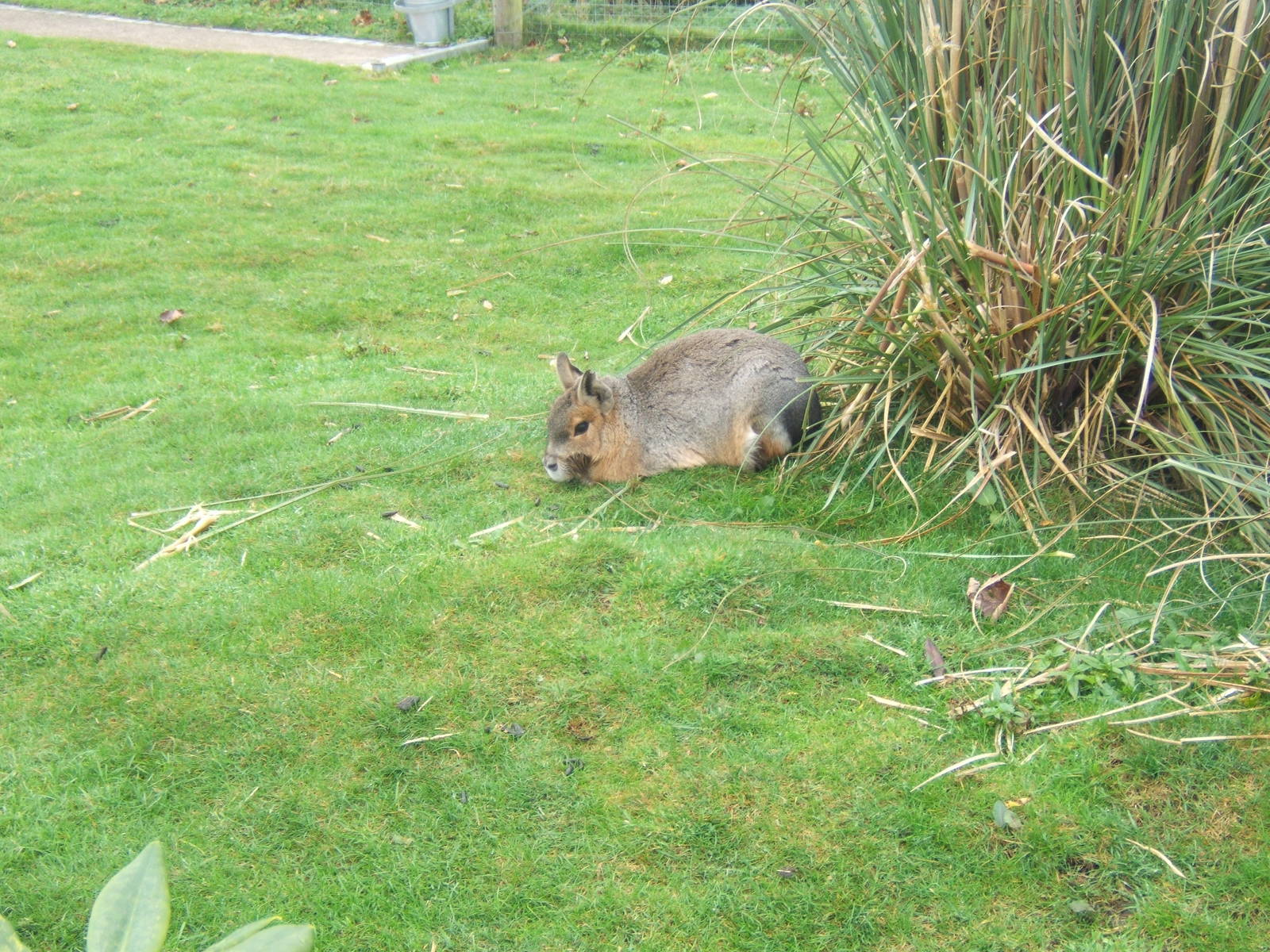 Patagonian Mara