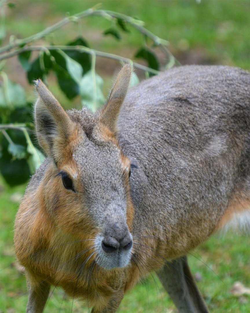 Patagonian Mara