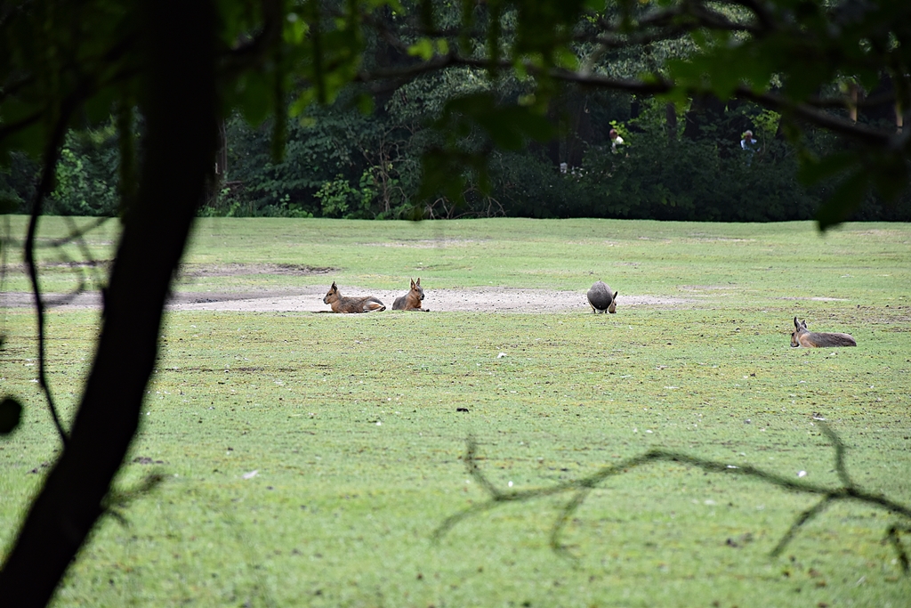 Patagonian mara