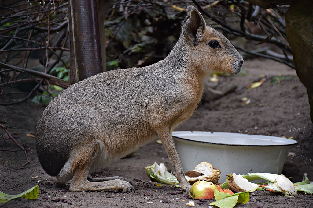 Patagonian mara