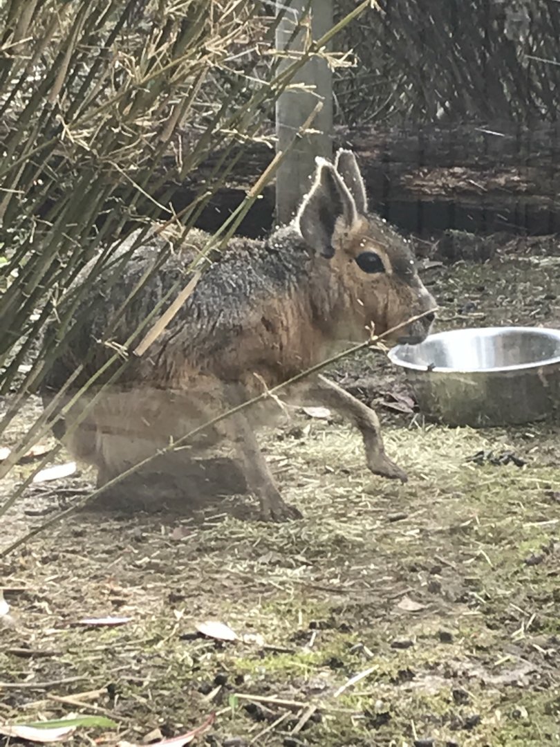 Patagonian Mara