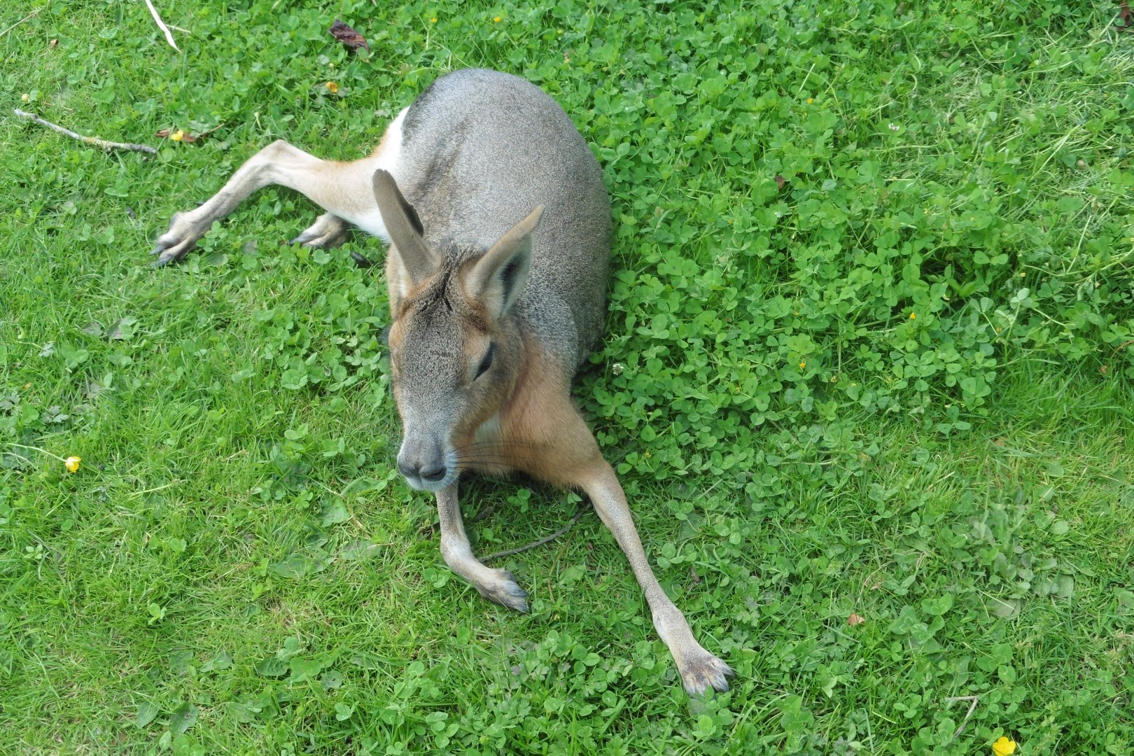 Patagonian Mara