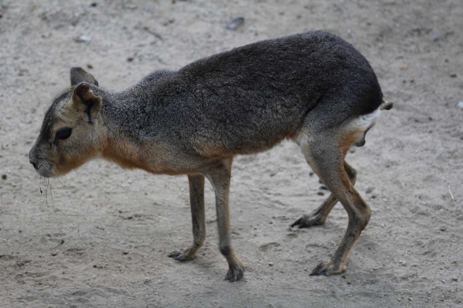 Patagonian Mara