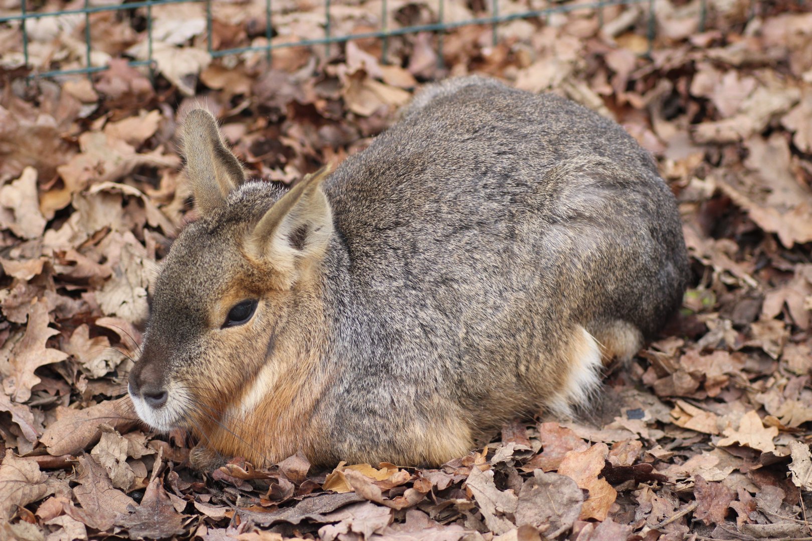 Patagonian Mara