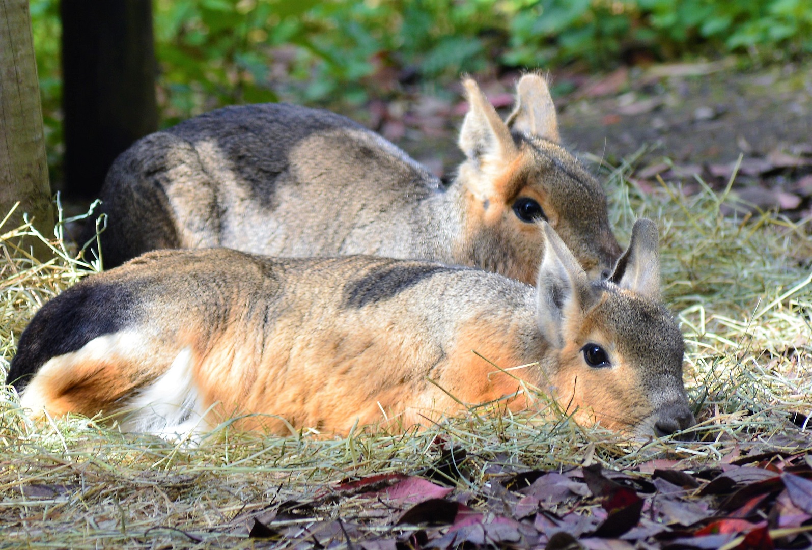 Patagonian mara