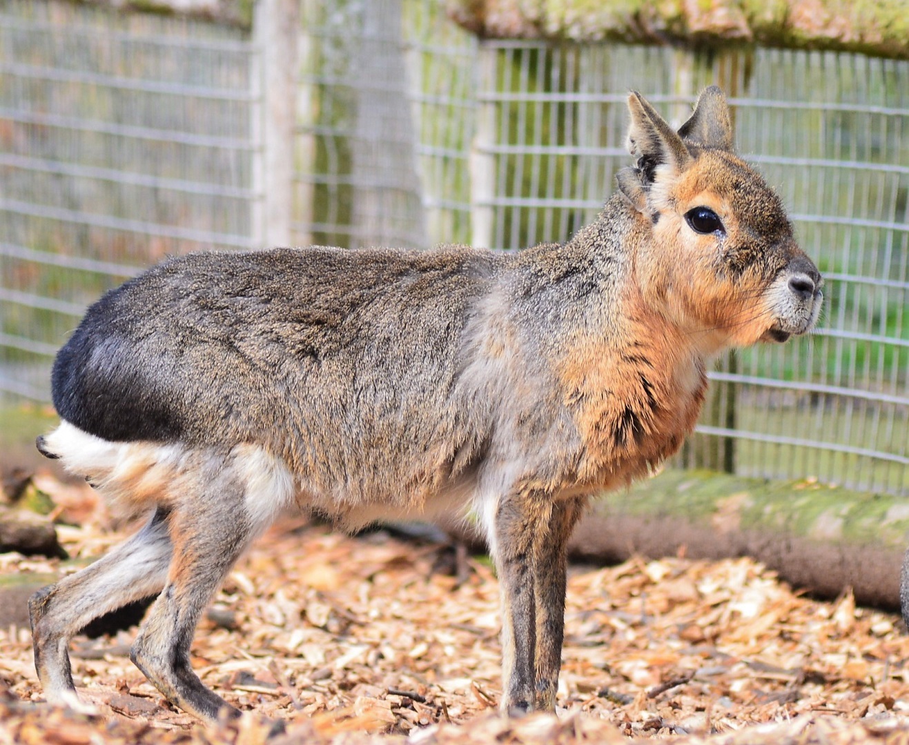 Patagonian mara