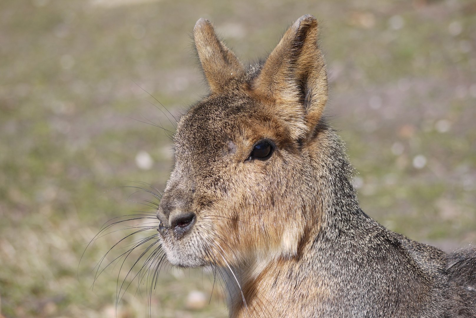 Patagonian Mara