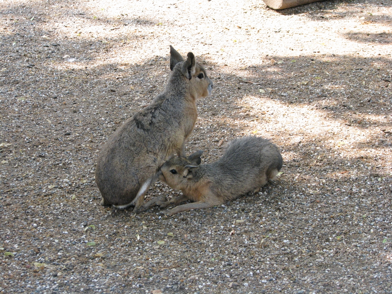 Patagonian mara