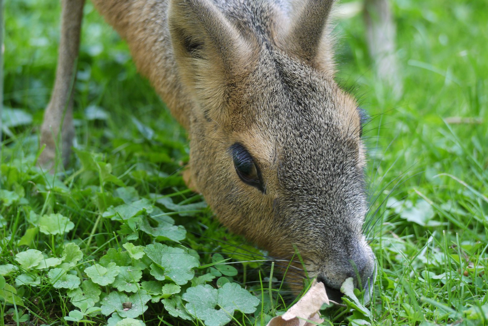 Patagonian Mara