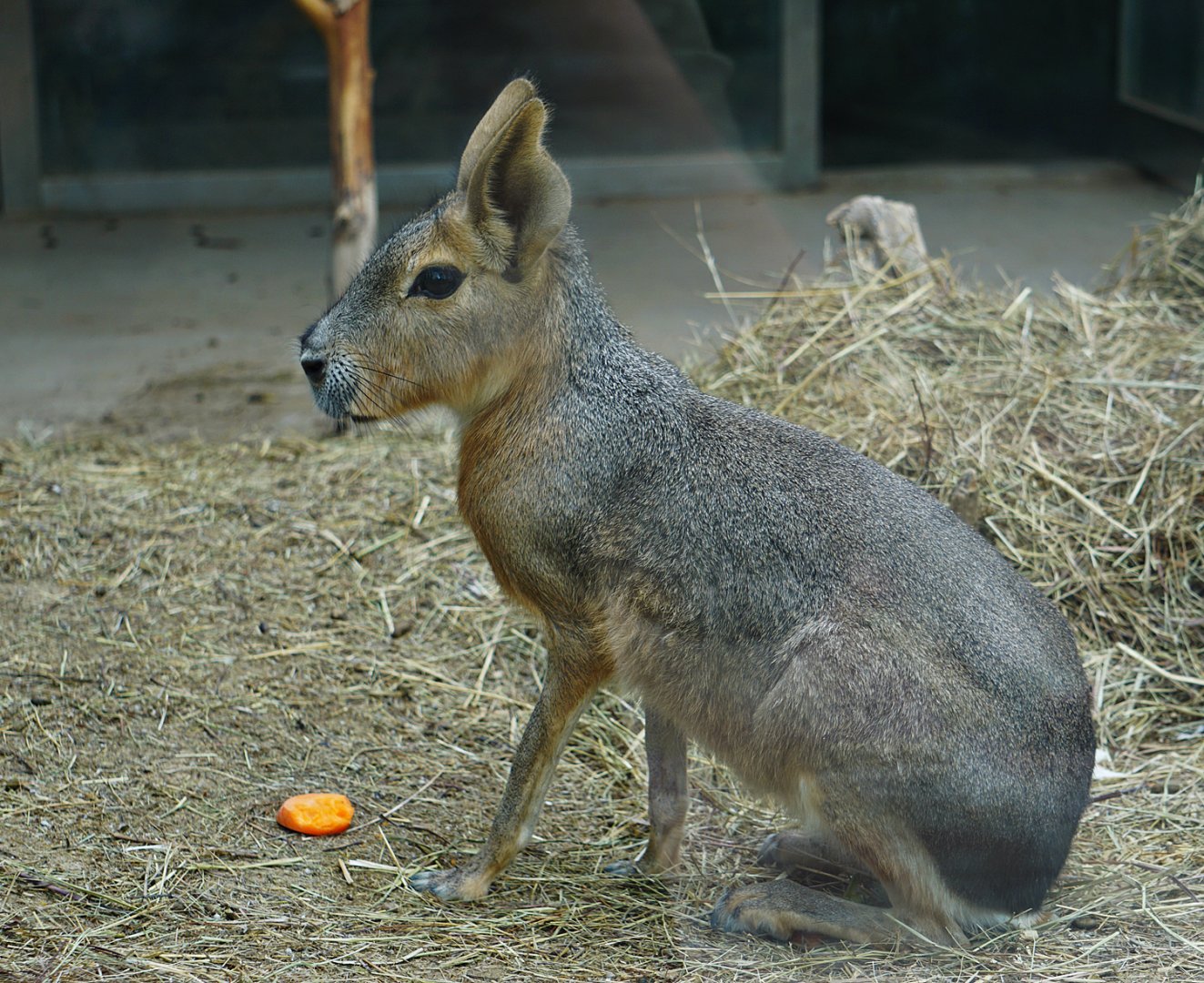 Patagonian mara